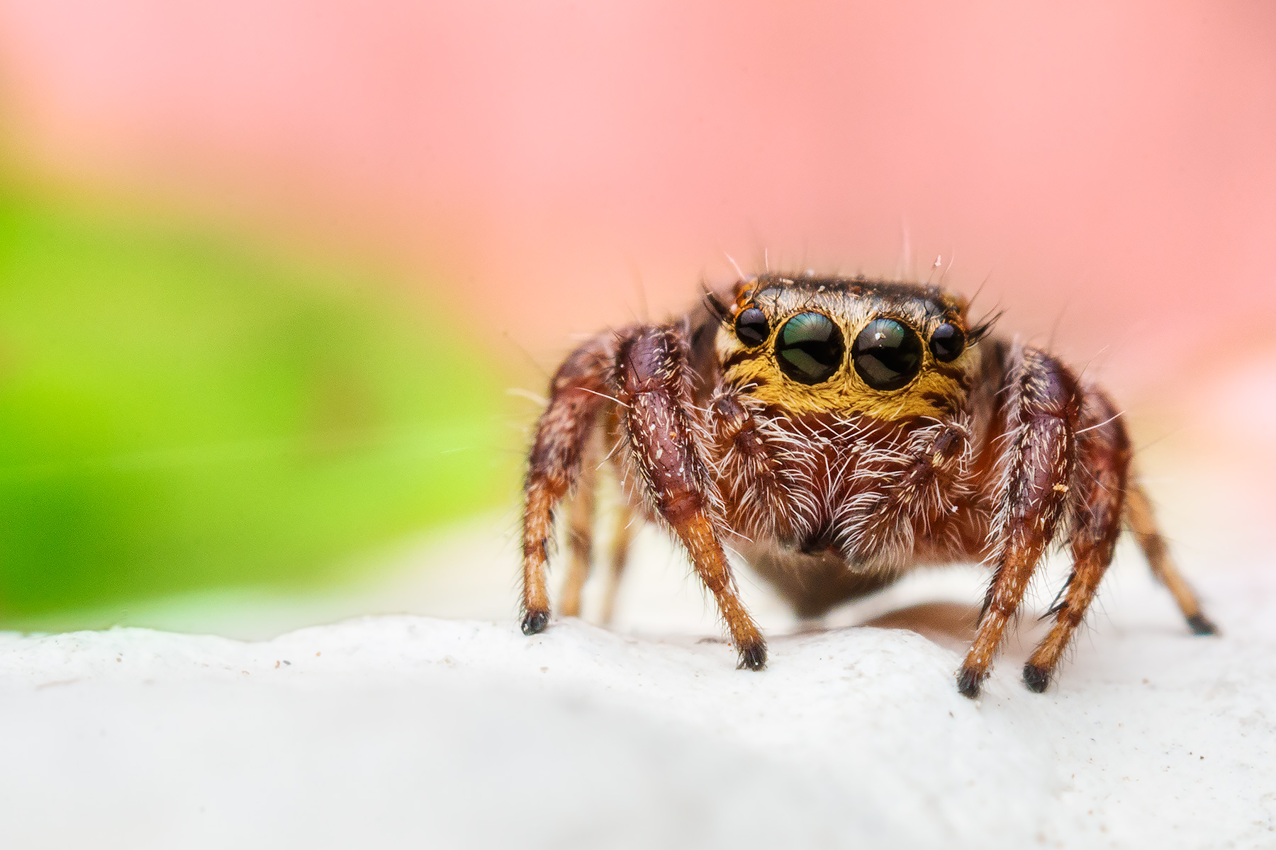 Quattrocchi on better than two