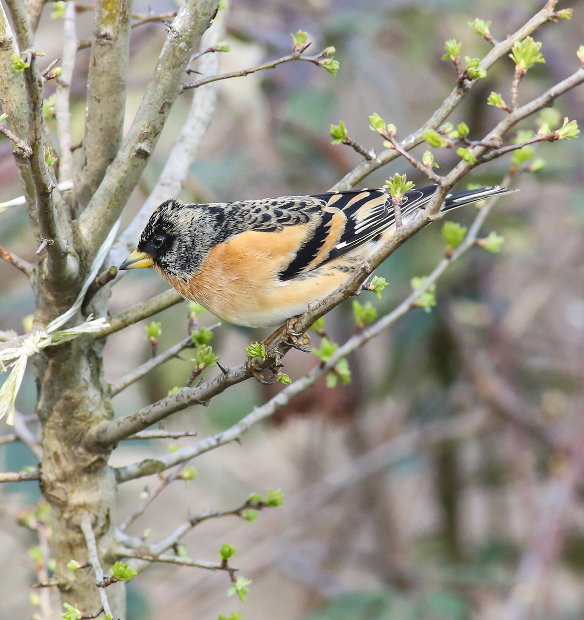 peppola maschio brizzolato