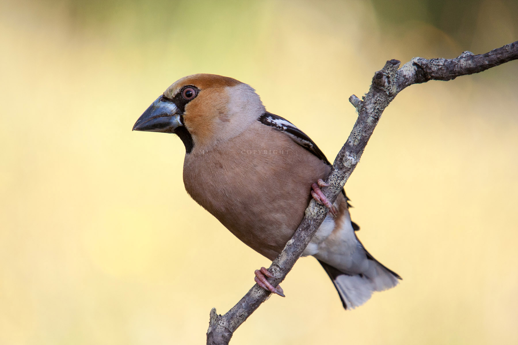 Coccothraustes coccothraustes