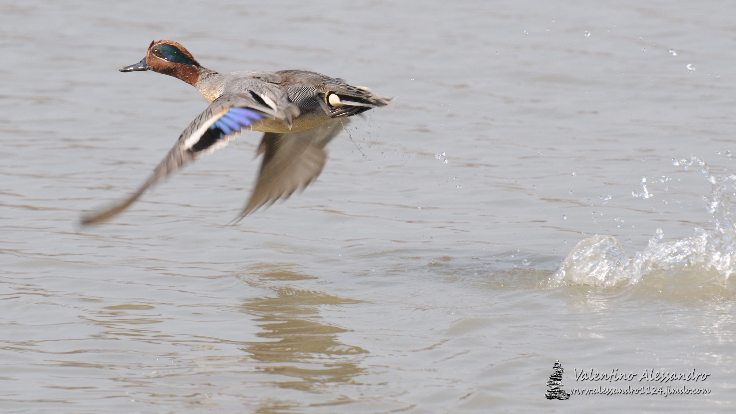 Lo stacco dell'alzavola