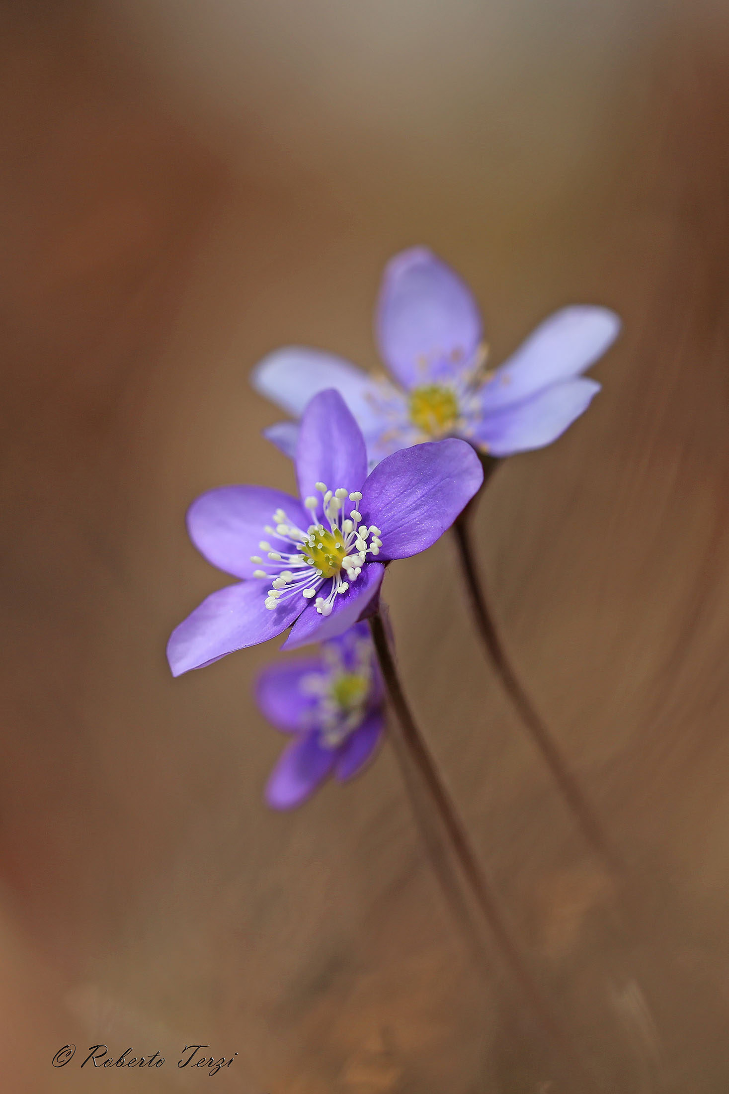 Hepatica nobilis
