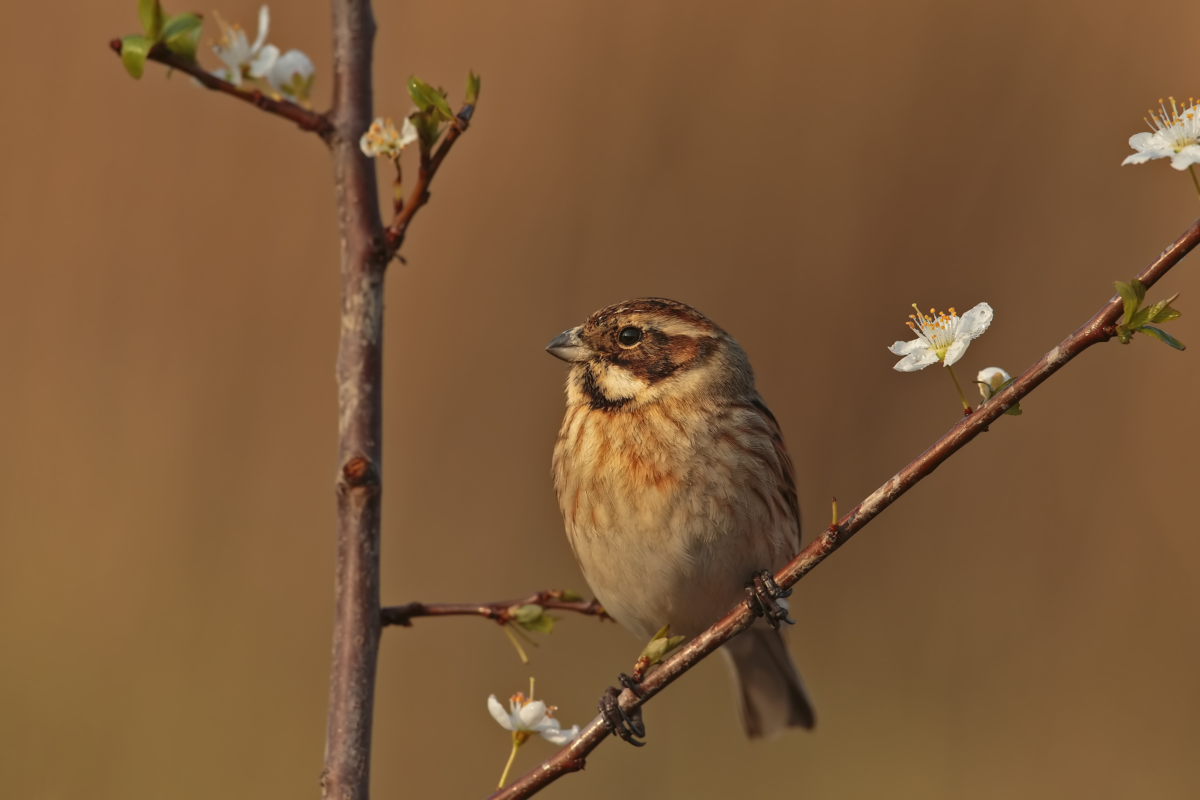 Reed Bunting ..... blooming!