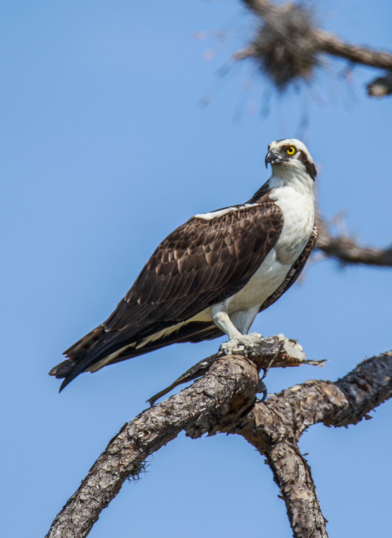 Osprey
