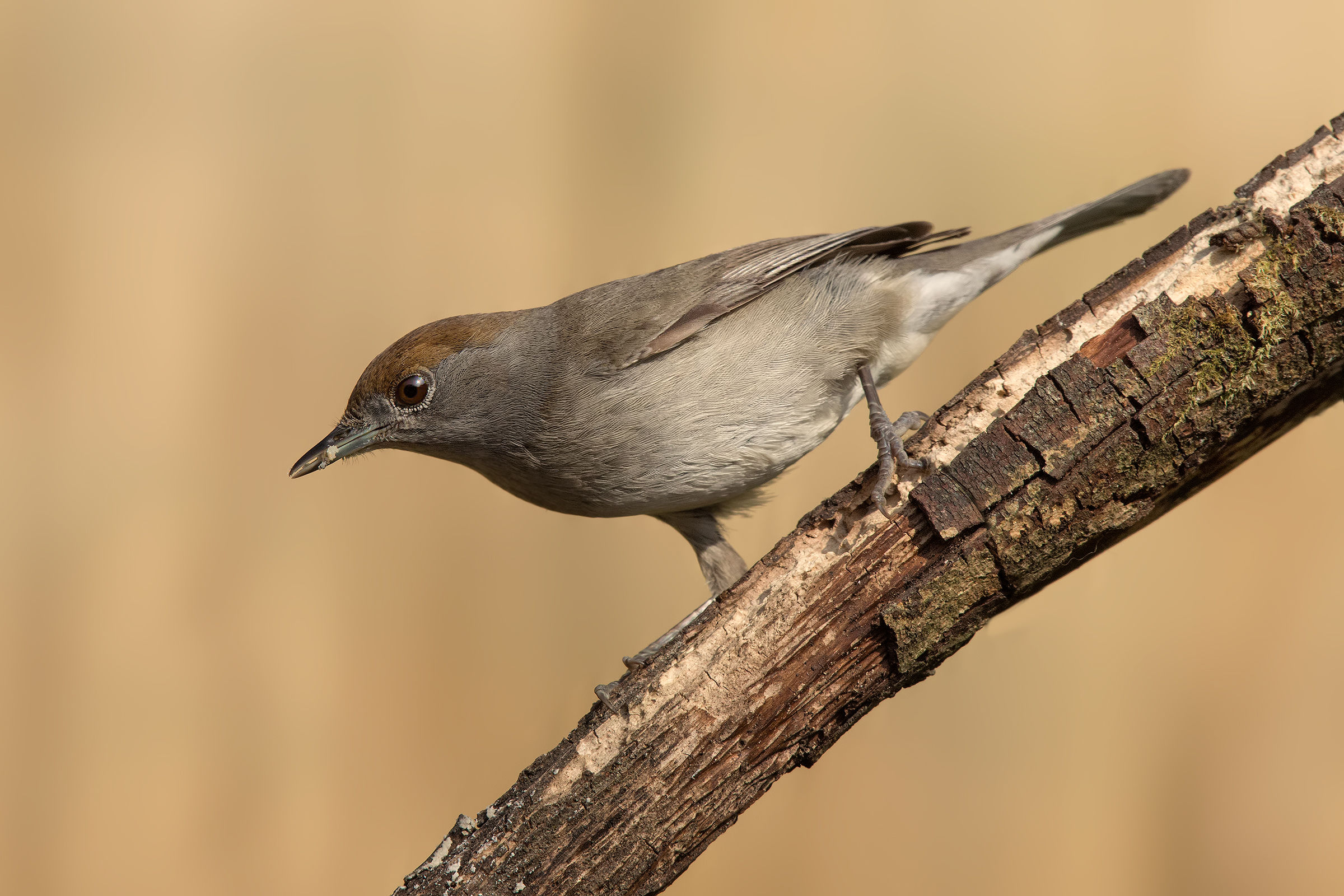 Blackcap female
