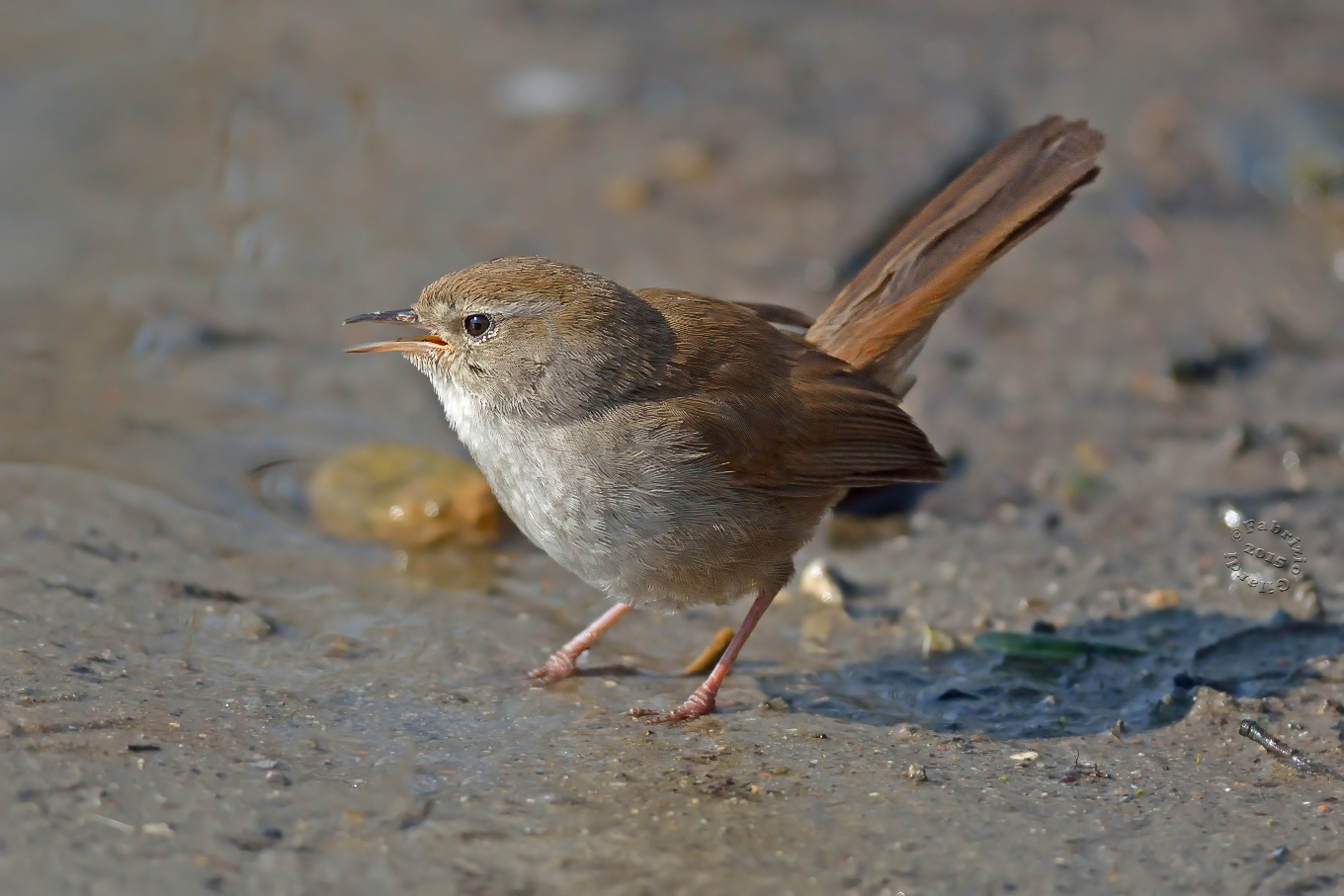 Usignolo di fiume (Cettia cetti)