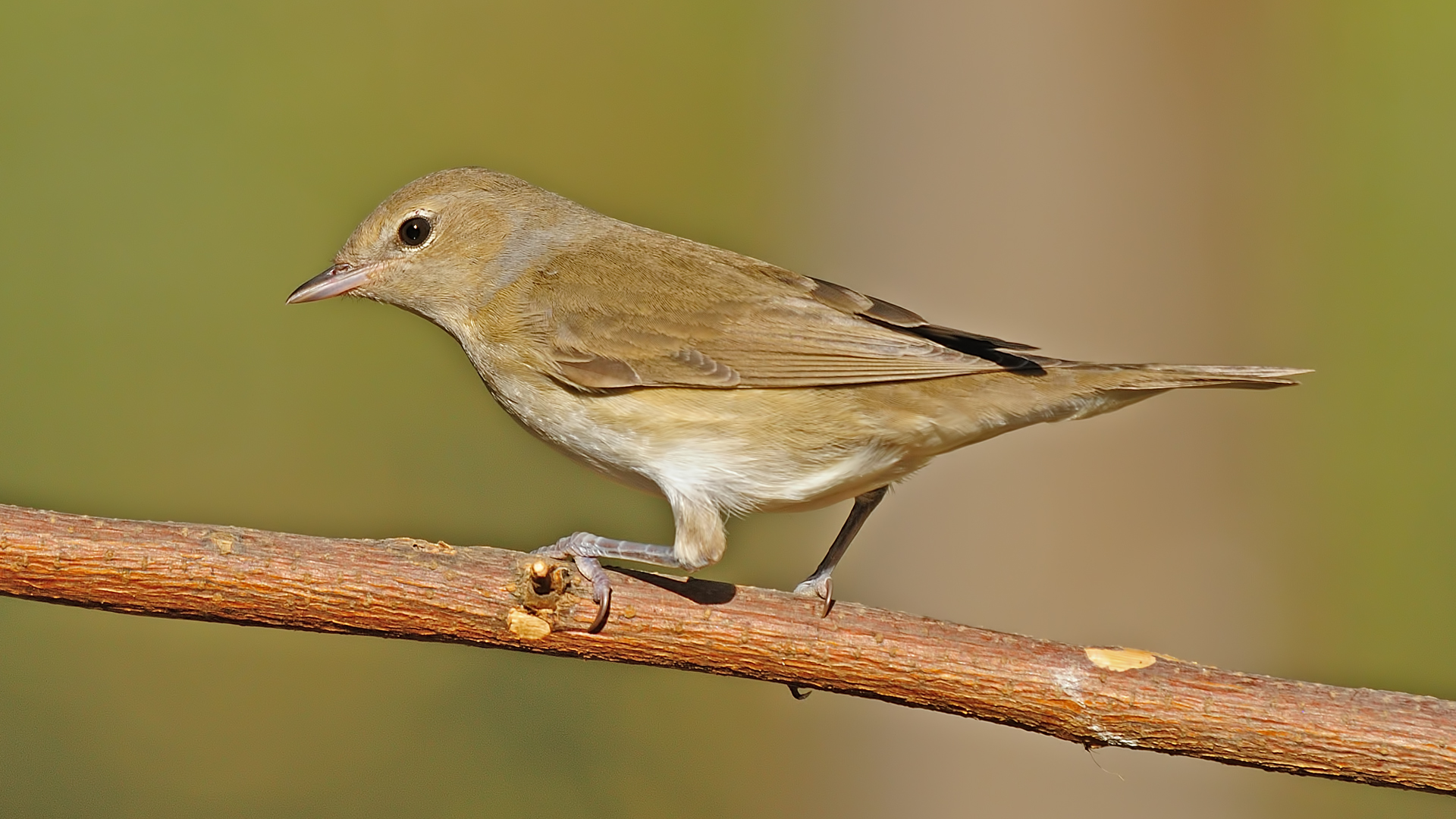 Boz ?tle?en » Sylvia borin » Garden warbler