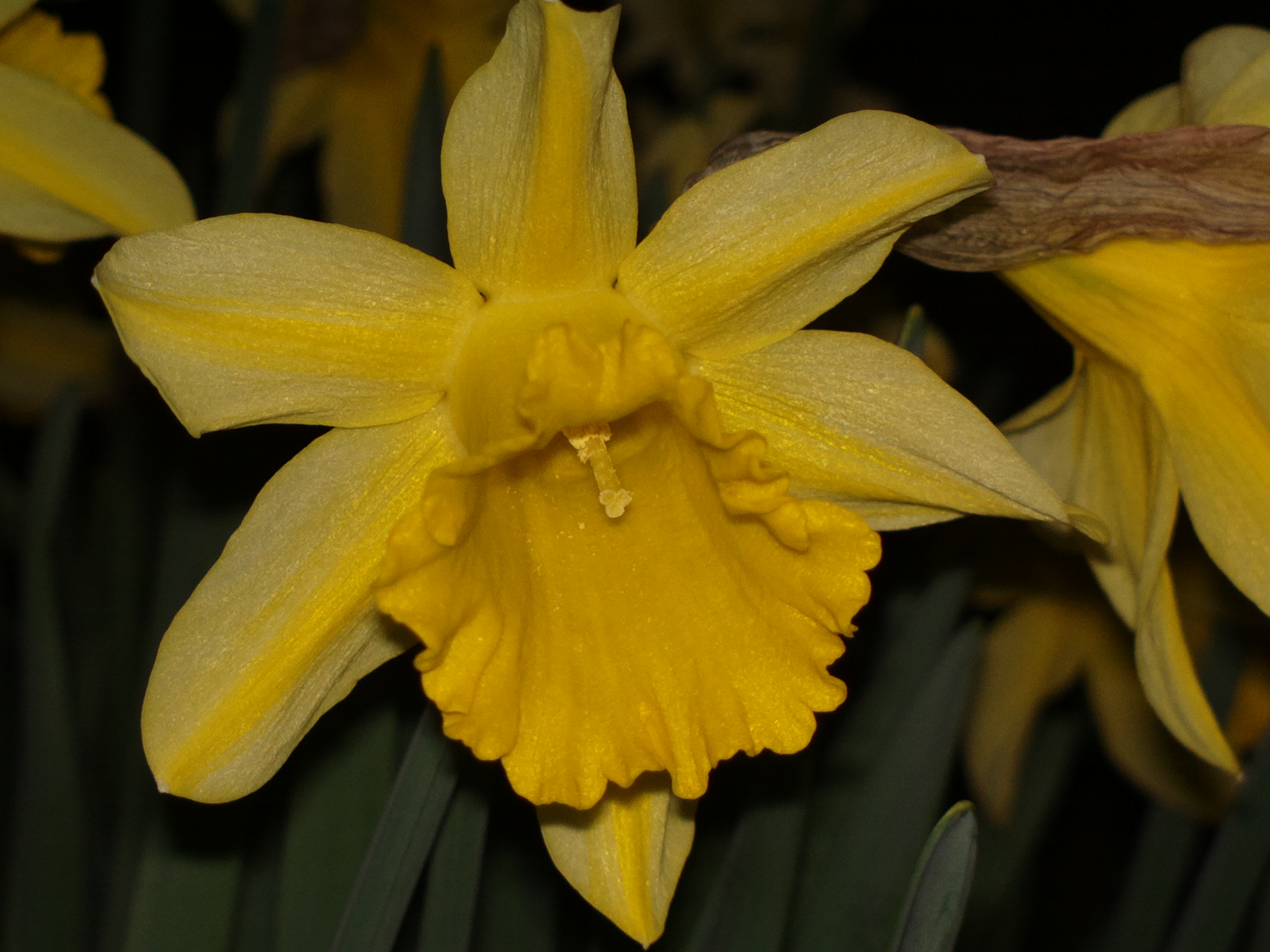 macro night with 808 pv