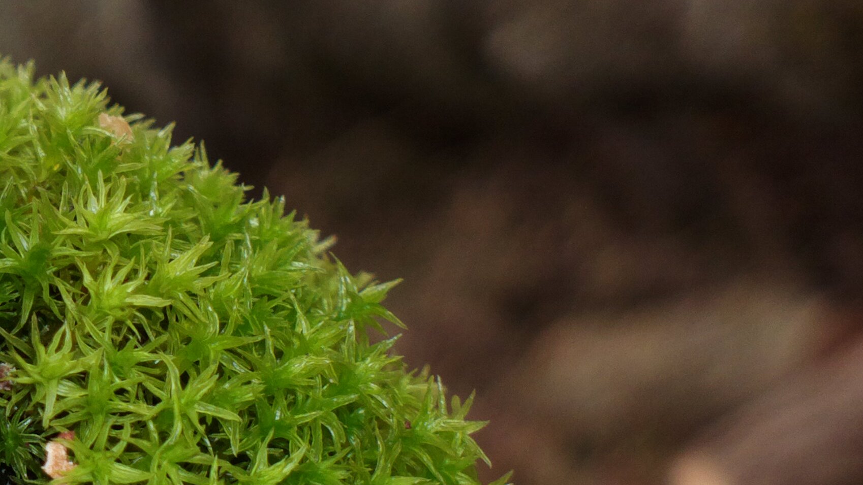 macro of the day with 808 pv