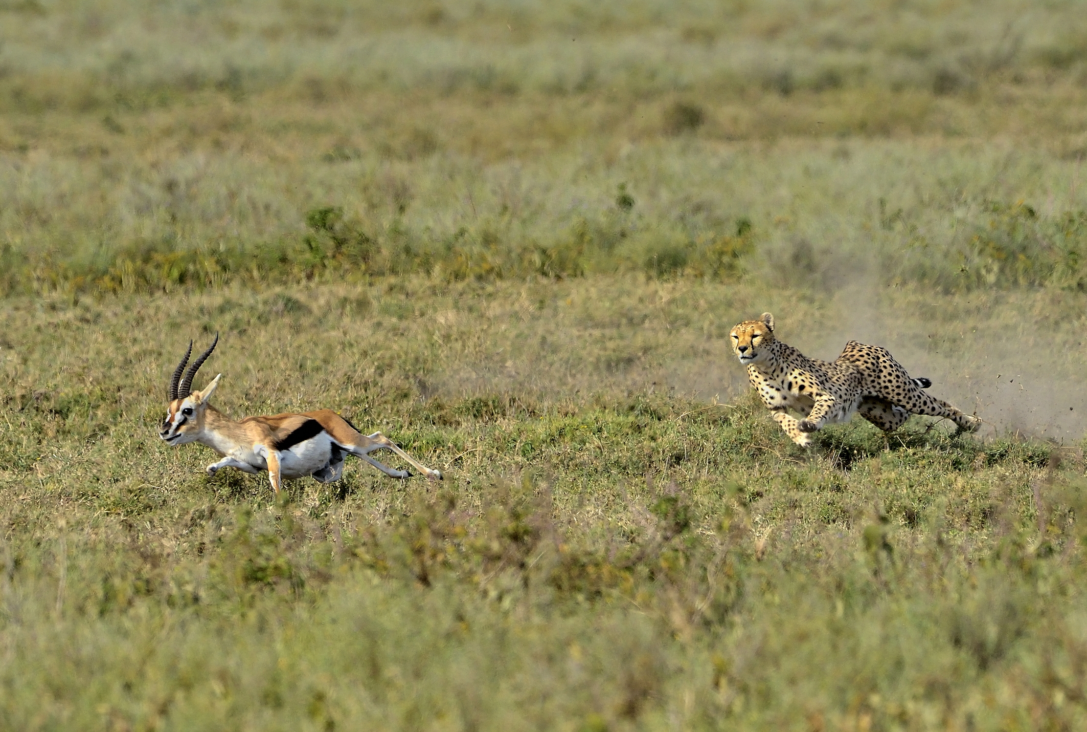 Tanzania 2015 - La rincorsa 2