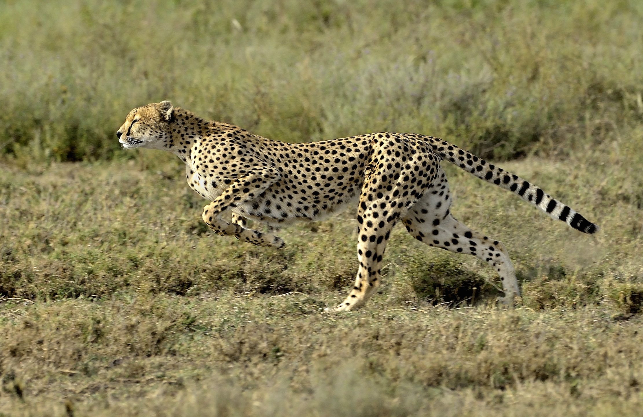 Tanzania 2015 - Rushing