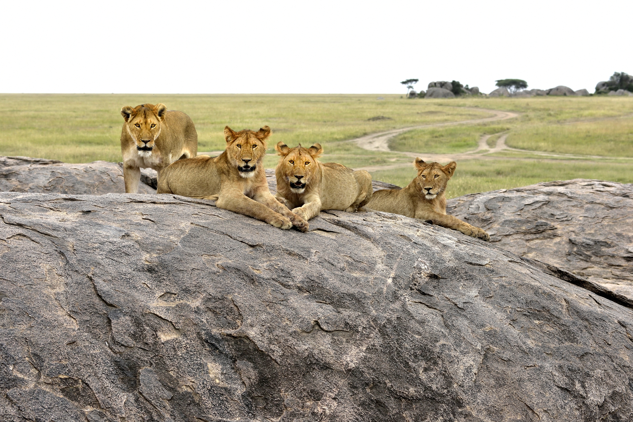 Tanzania 2015 - Il simpatico quartetto