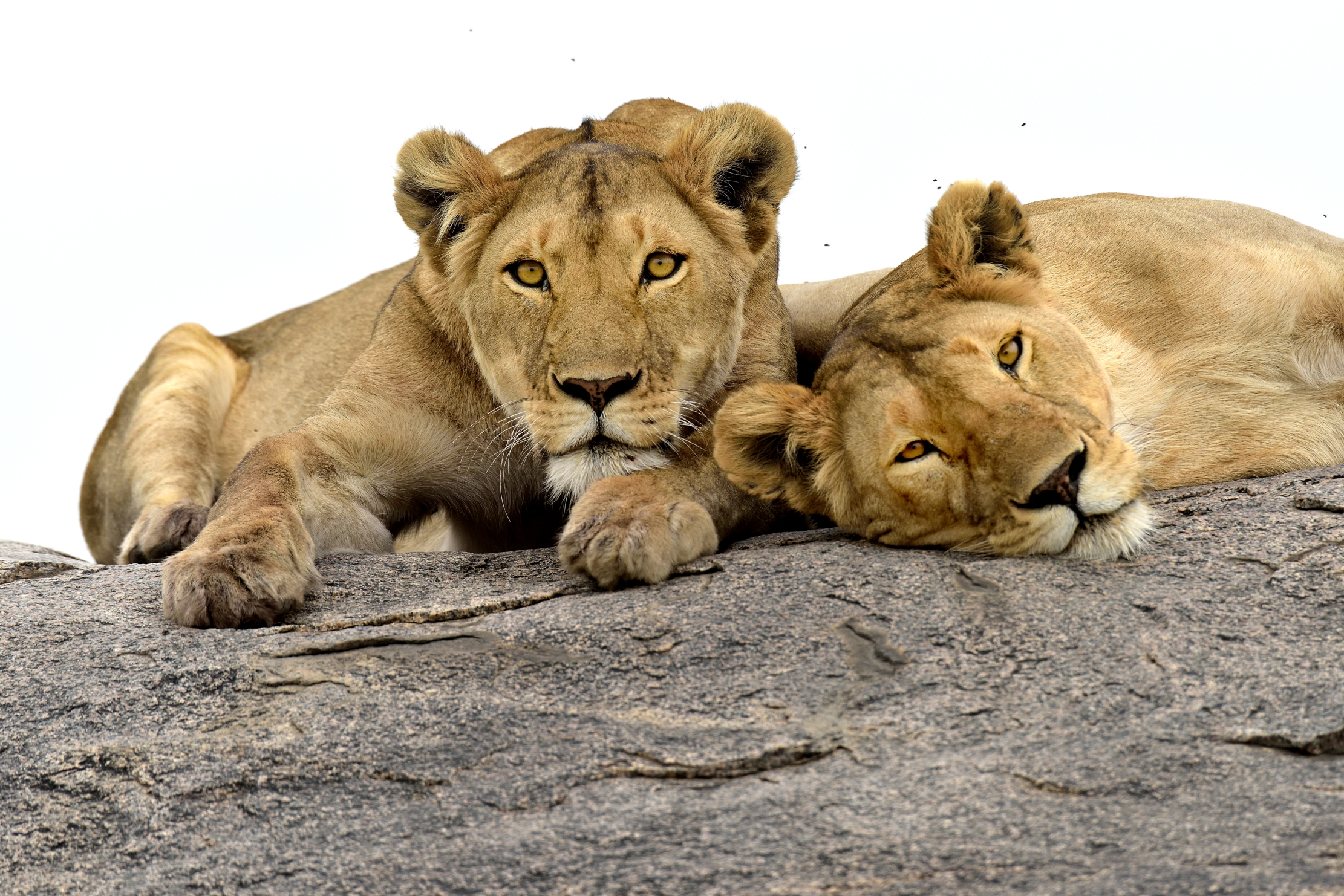 Tanzania 2015 - Le cucciolone