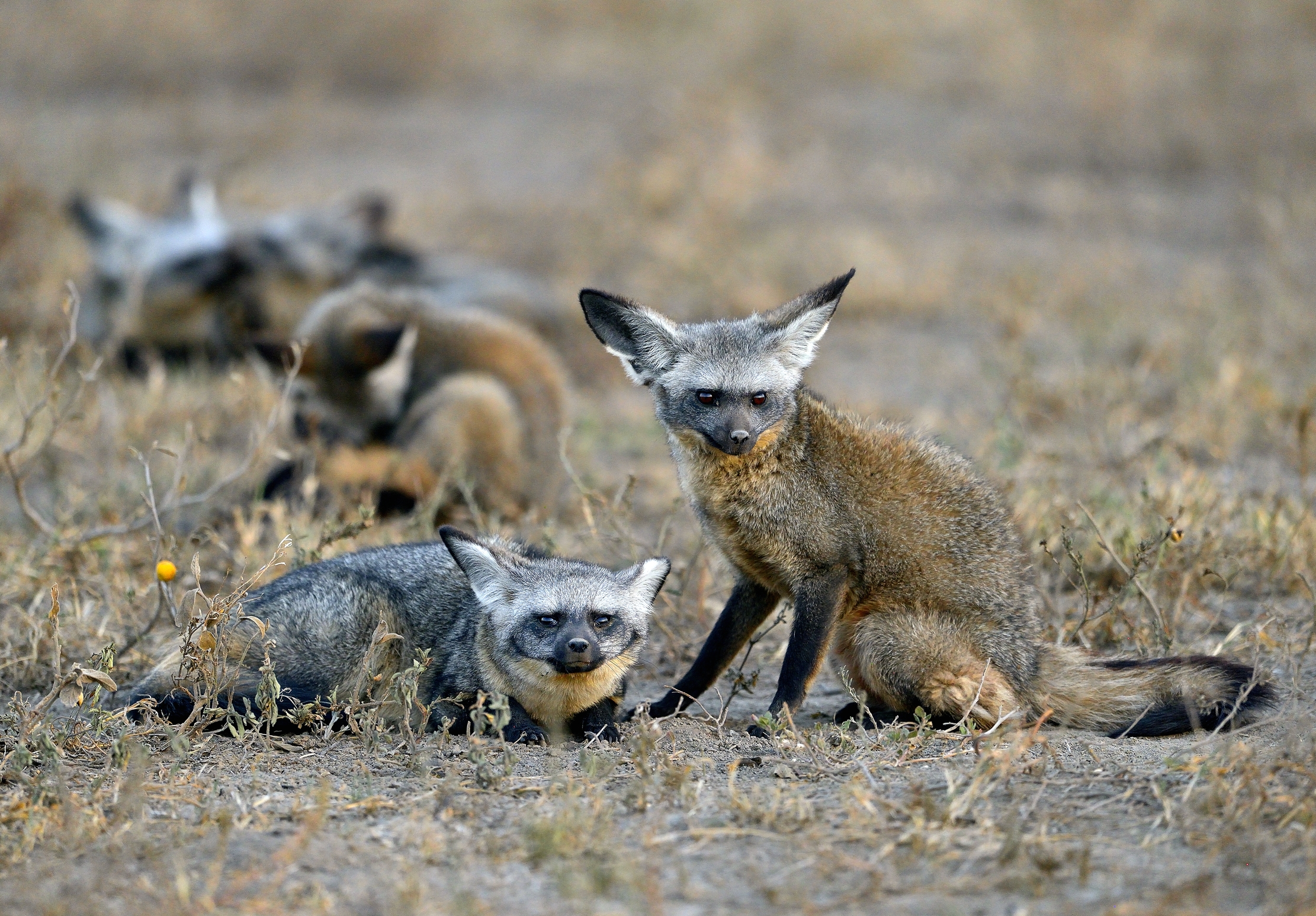 Tanzania 2015 - Otocioni