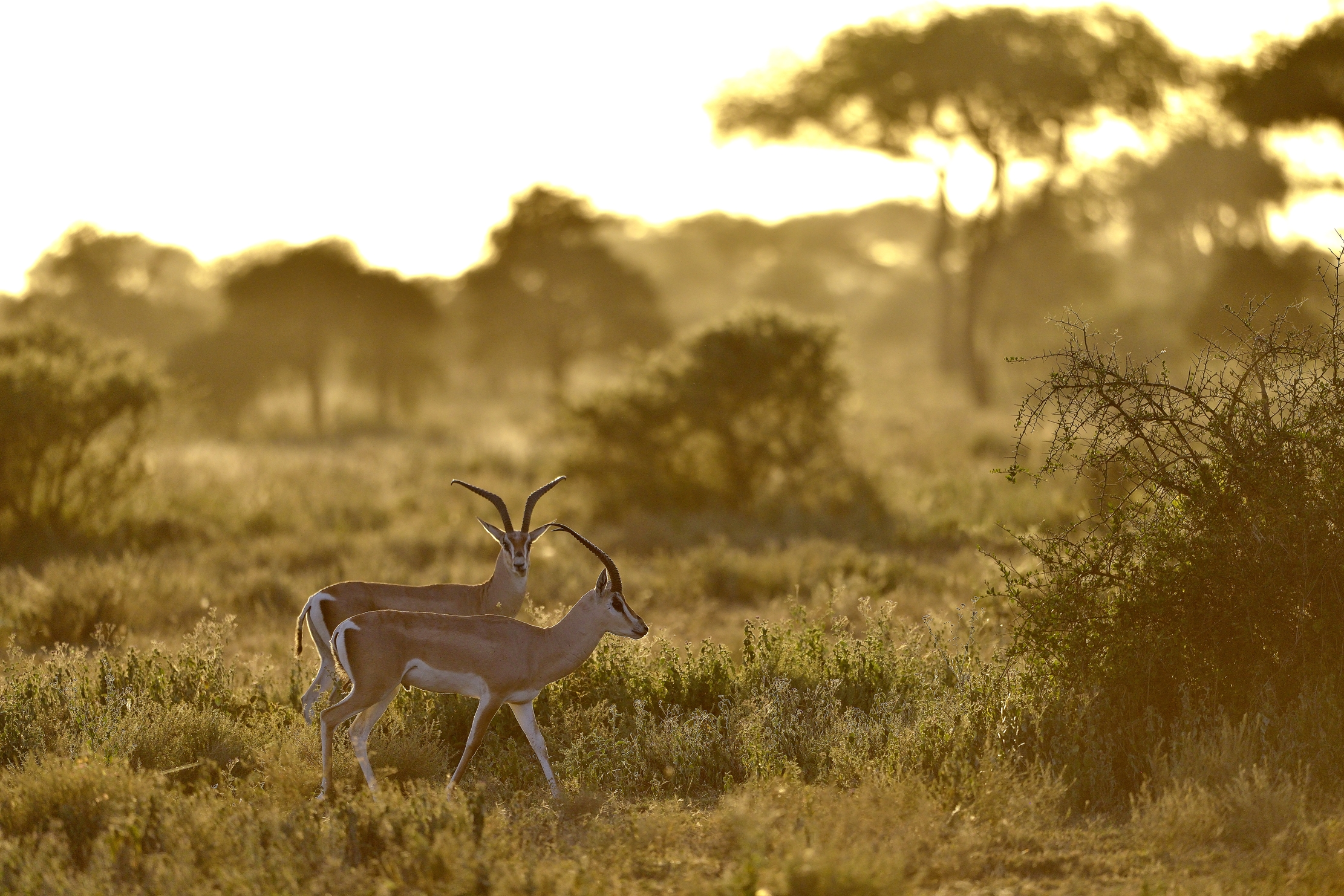 Tanzania 2015 - All'alba