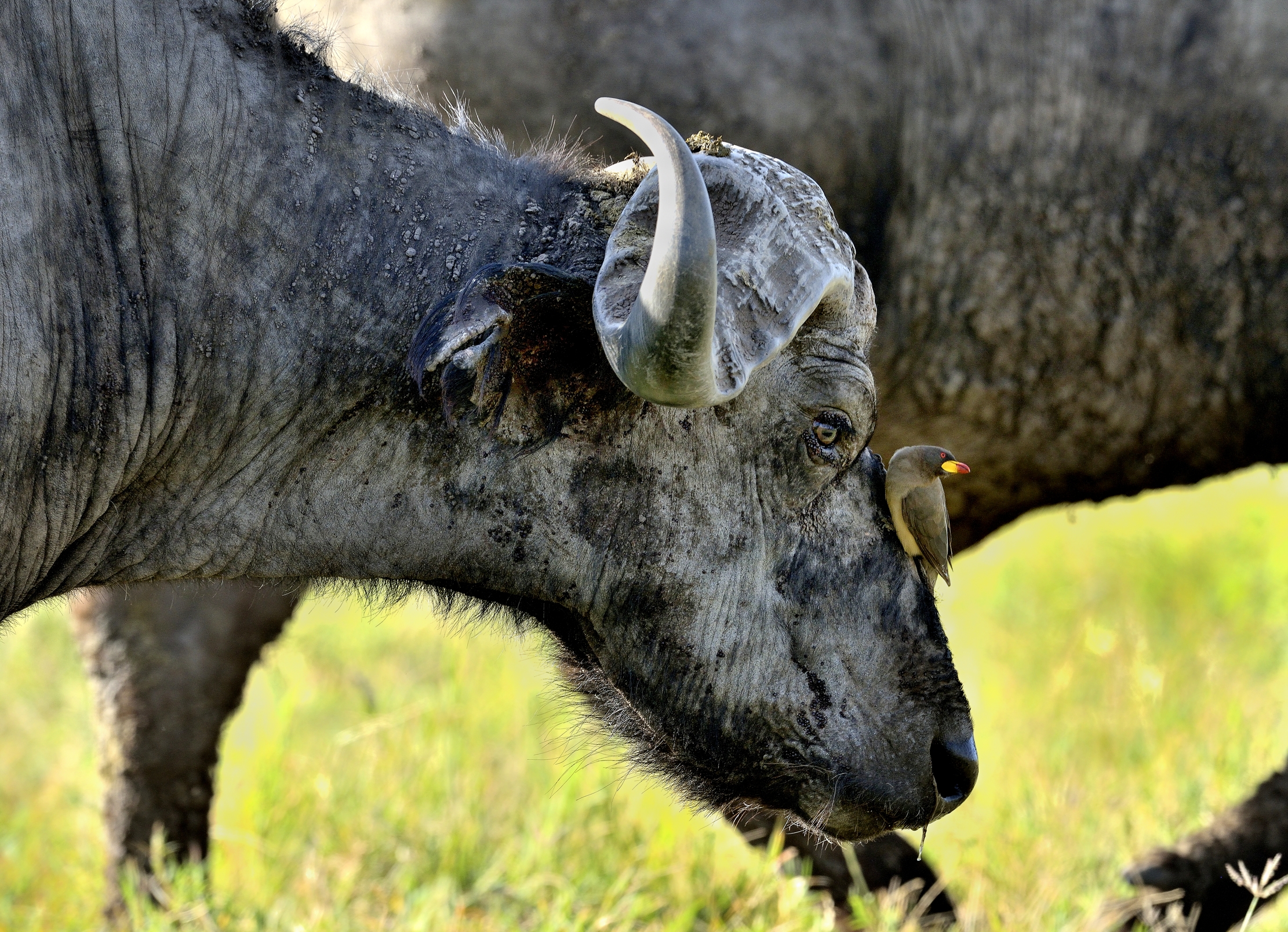 Tanzania 2015 - La bufaga