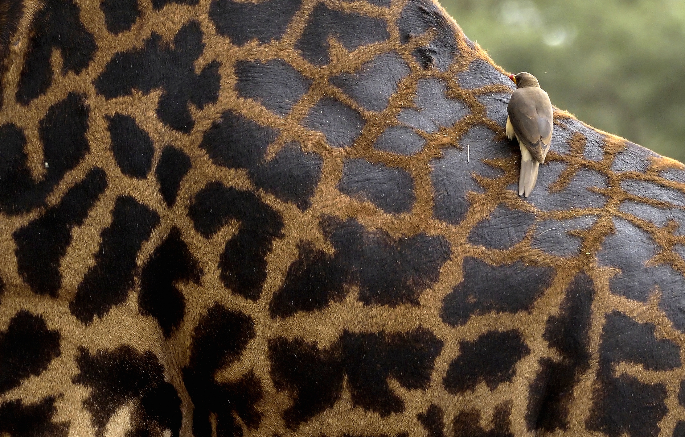 Tanzania 2015 - La bufaga 2