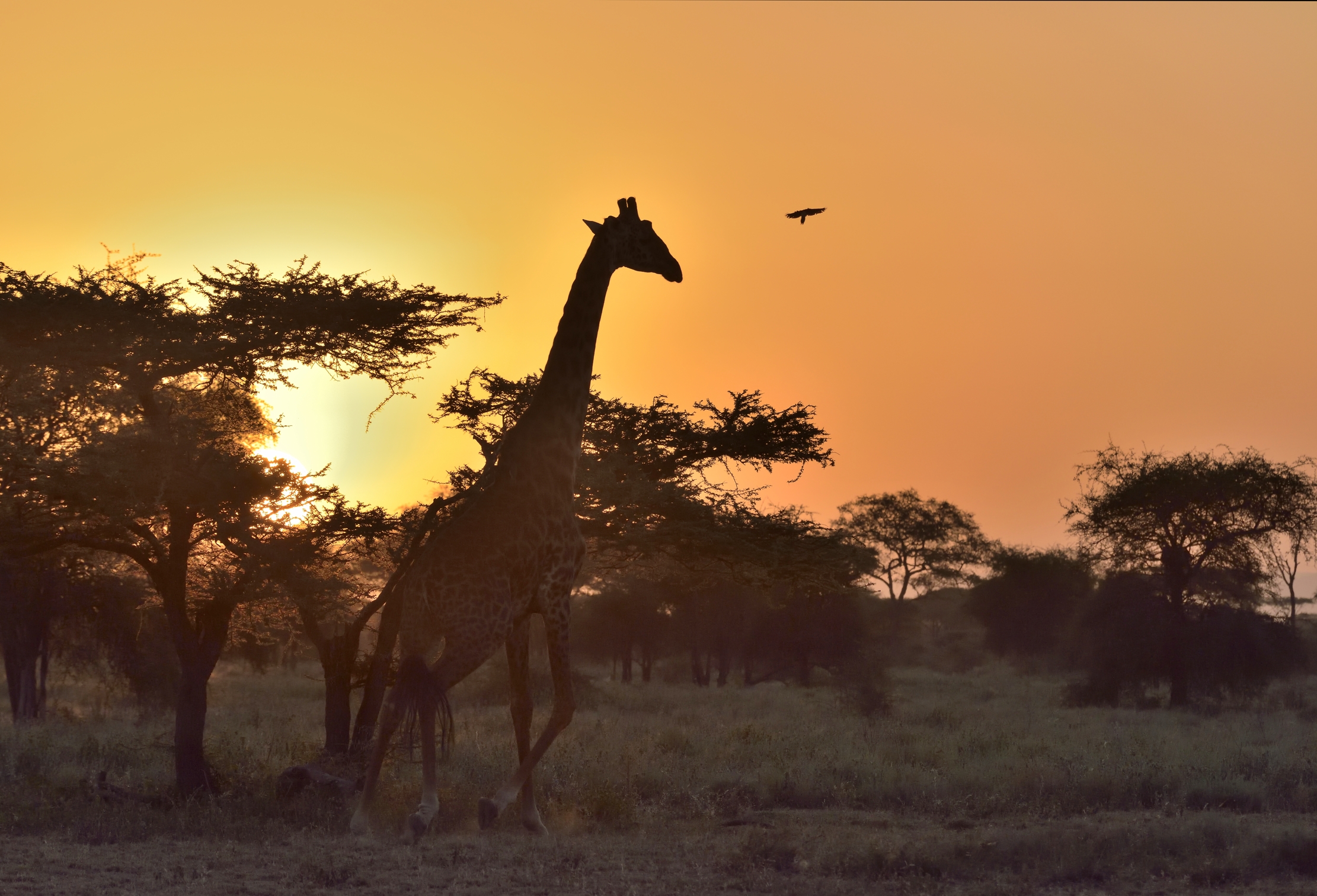 Tanzania 2015 - All'alba a Ndutu