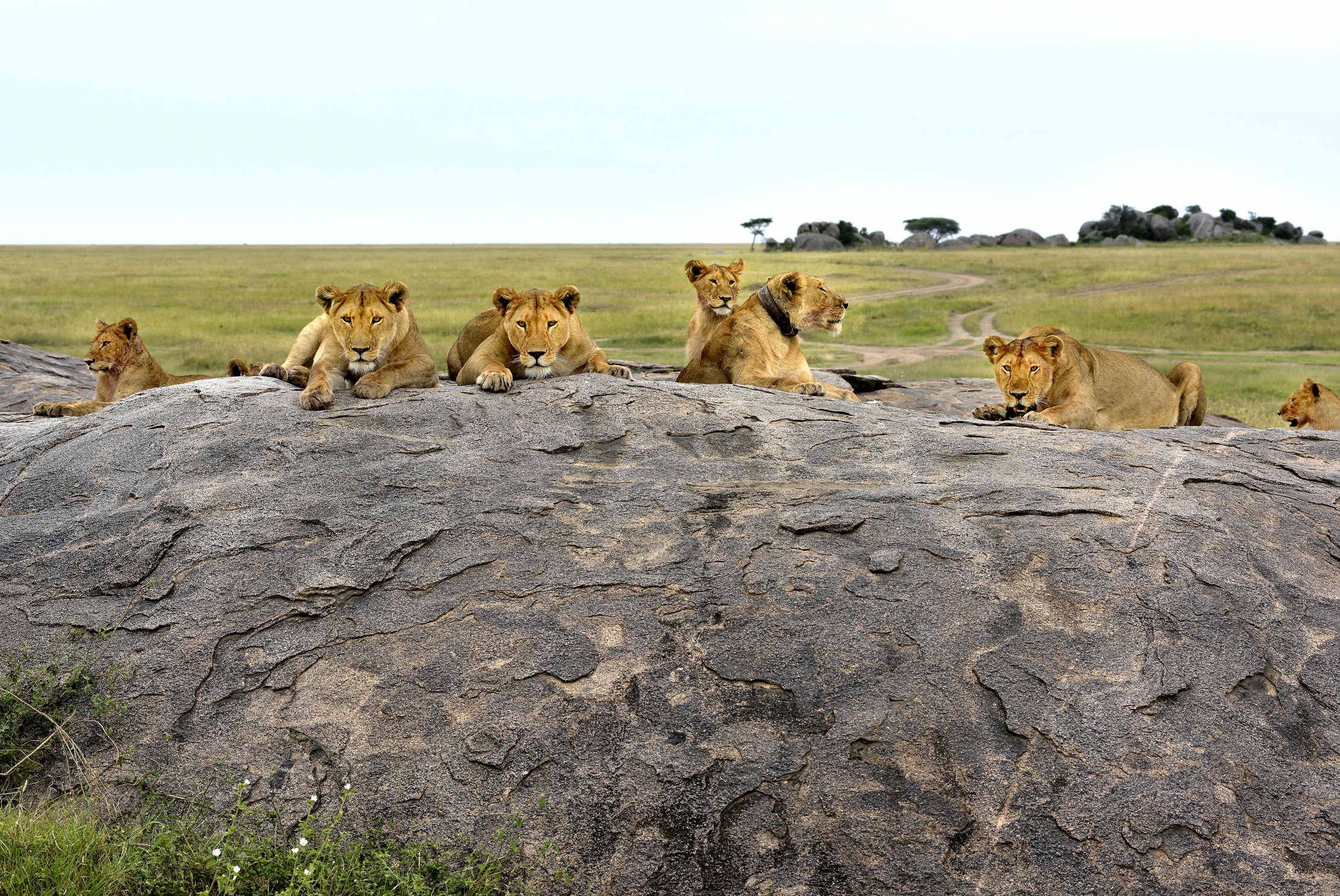 Tanzania 2015 - Sul Kopje