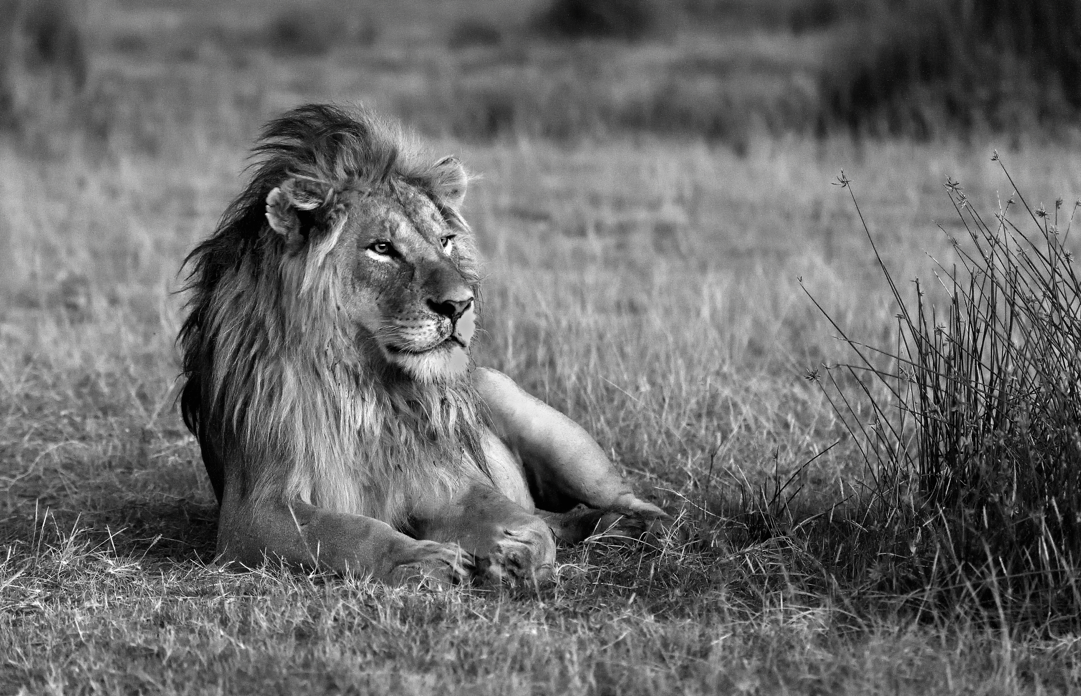 Tanzania 2015 - Un BW