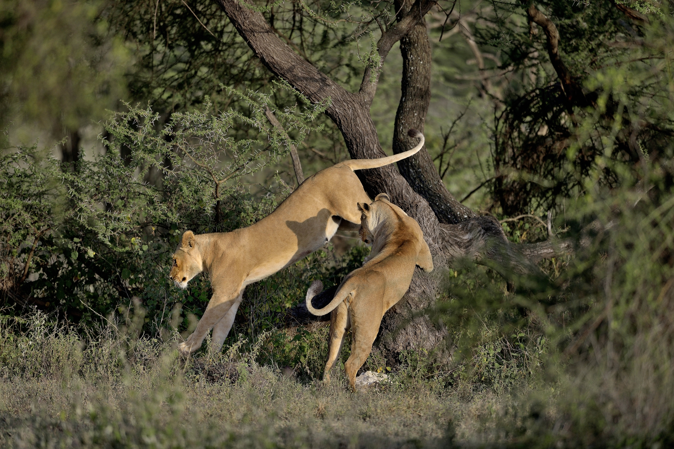 Tanzania 2015 - Nei pressi di un albero
