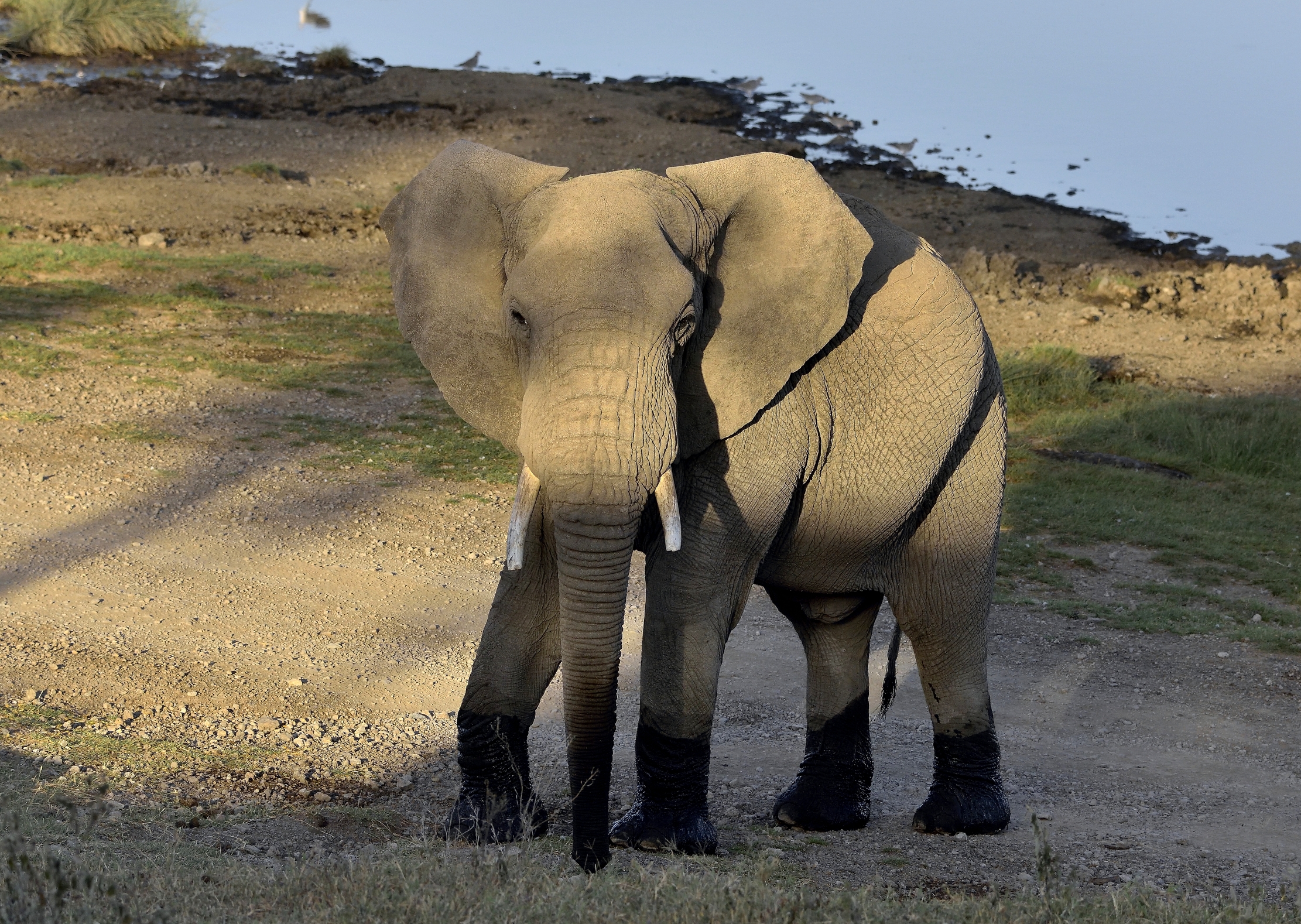 Tanzania 2015 - Vicino una pozza