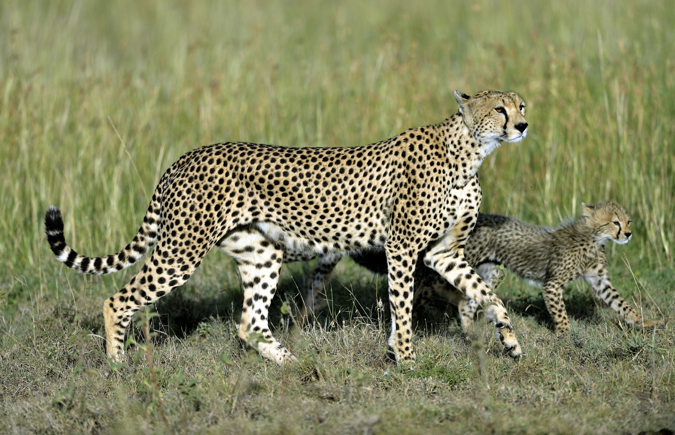 Tanzania 2015 - A passeggio