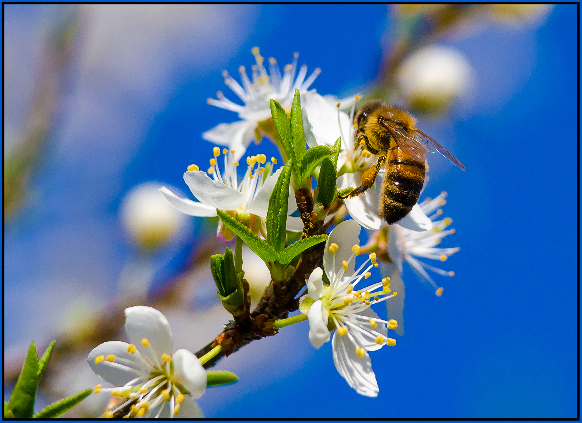 Ape su fior di ciliegio