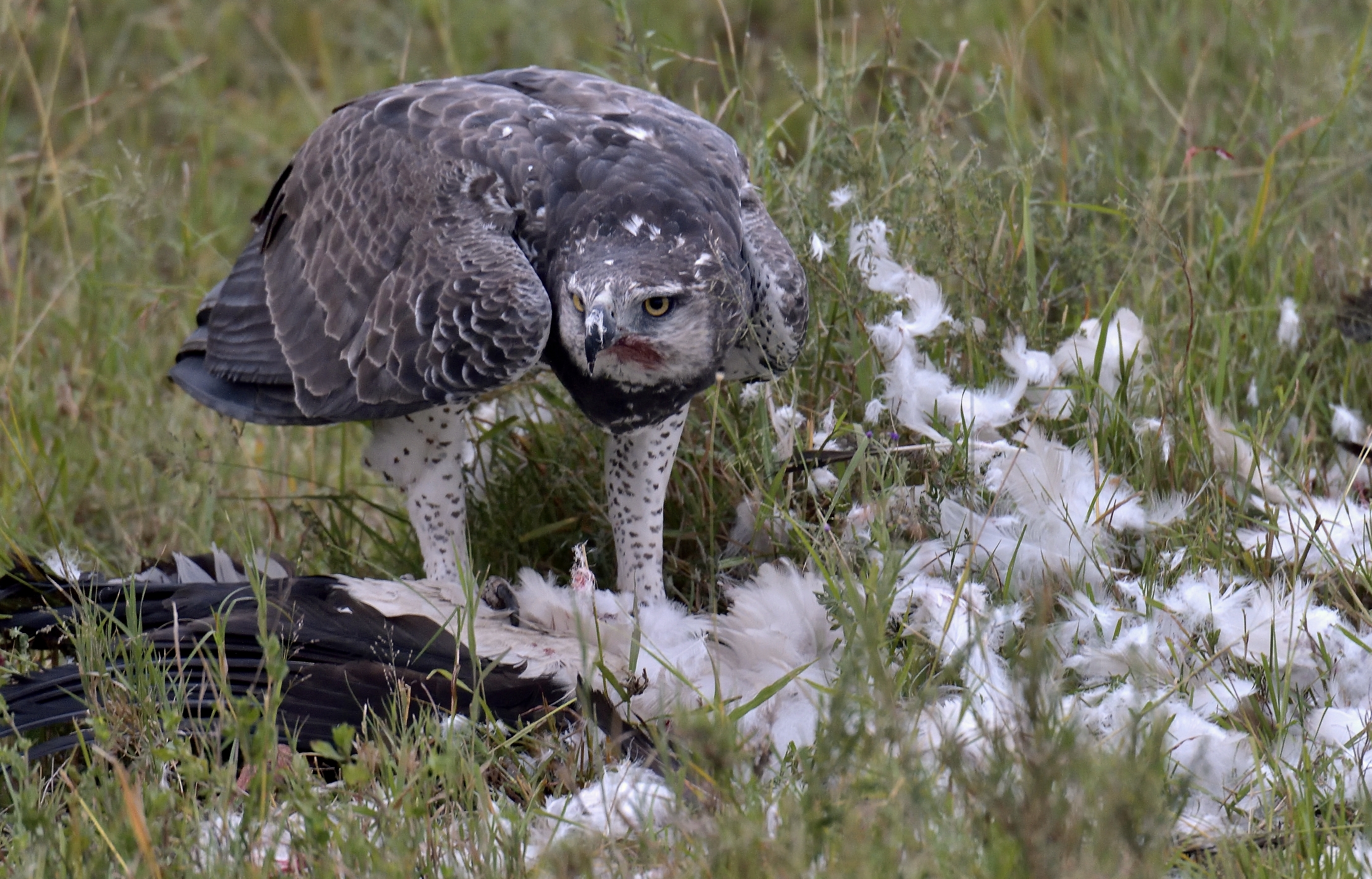 Tanzania 2015 - Aquila marziale con preda