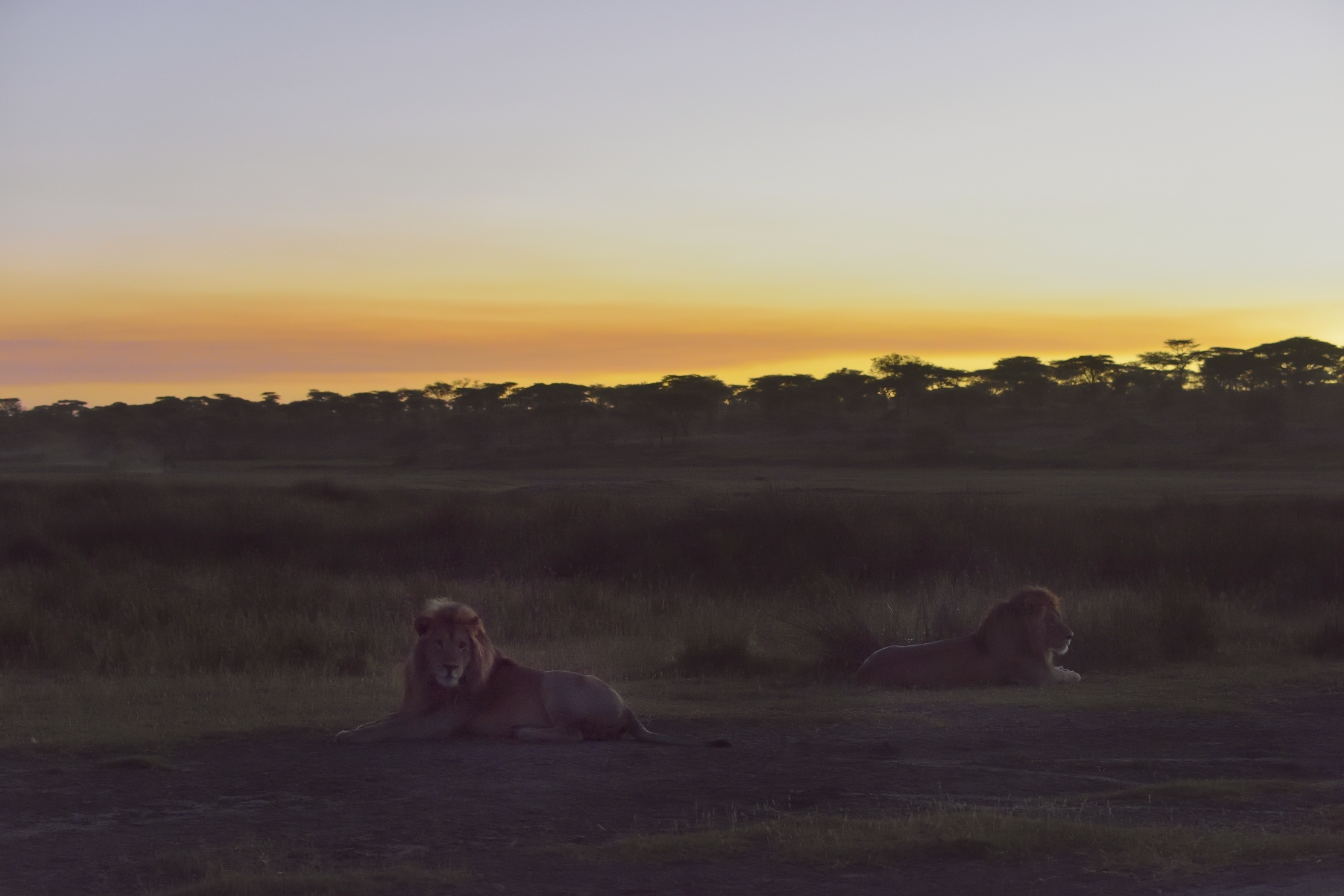 Tanzania 2015 - Ll'imbrunire