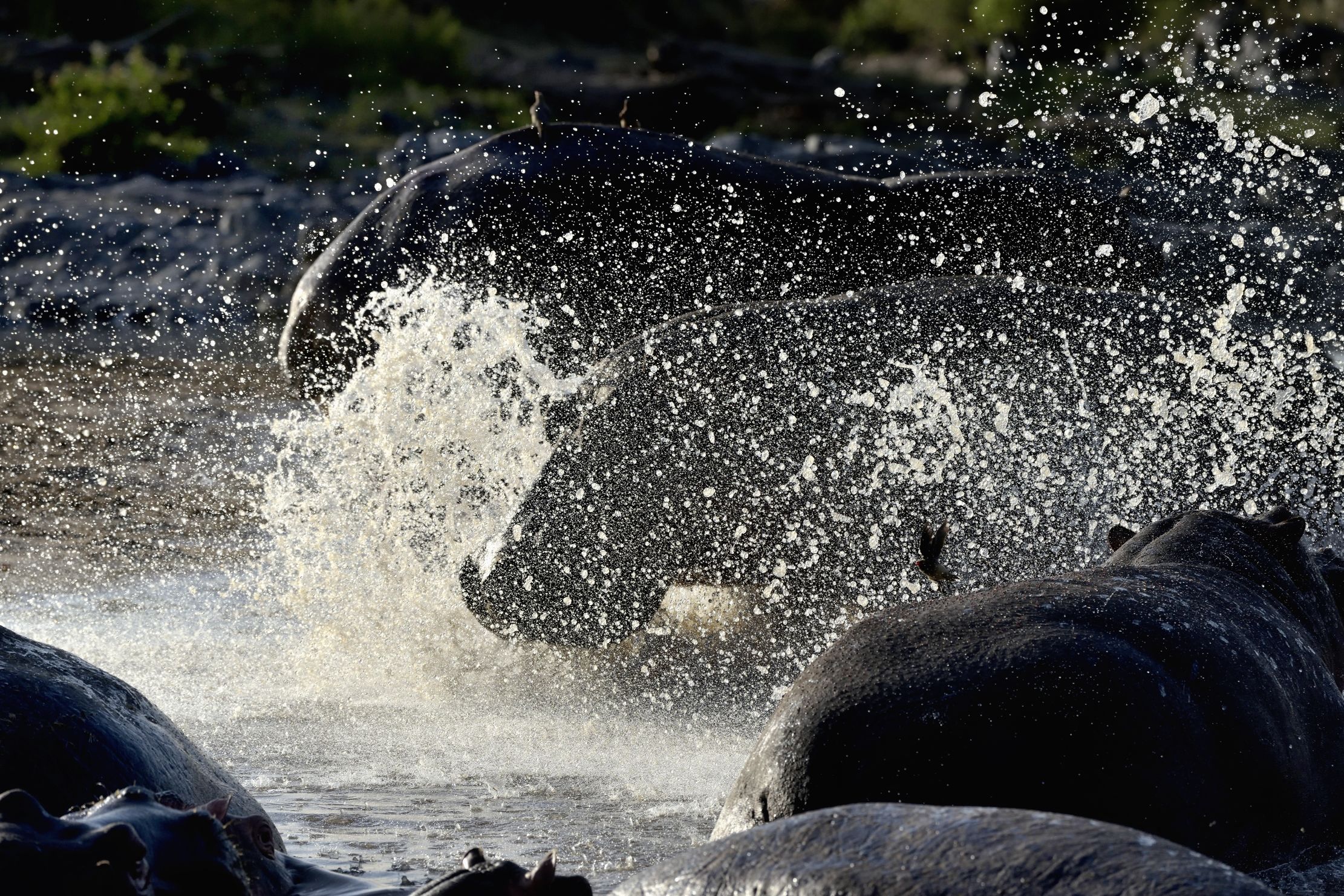 Tanzania 2015 - Schizzi di ippo
