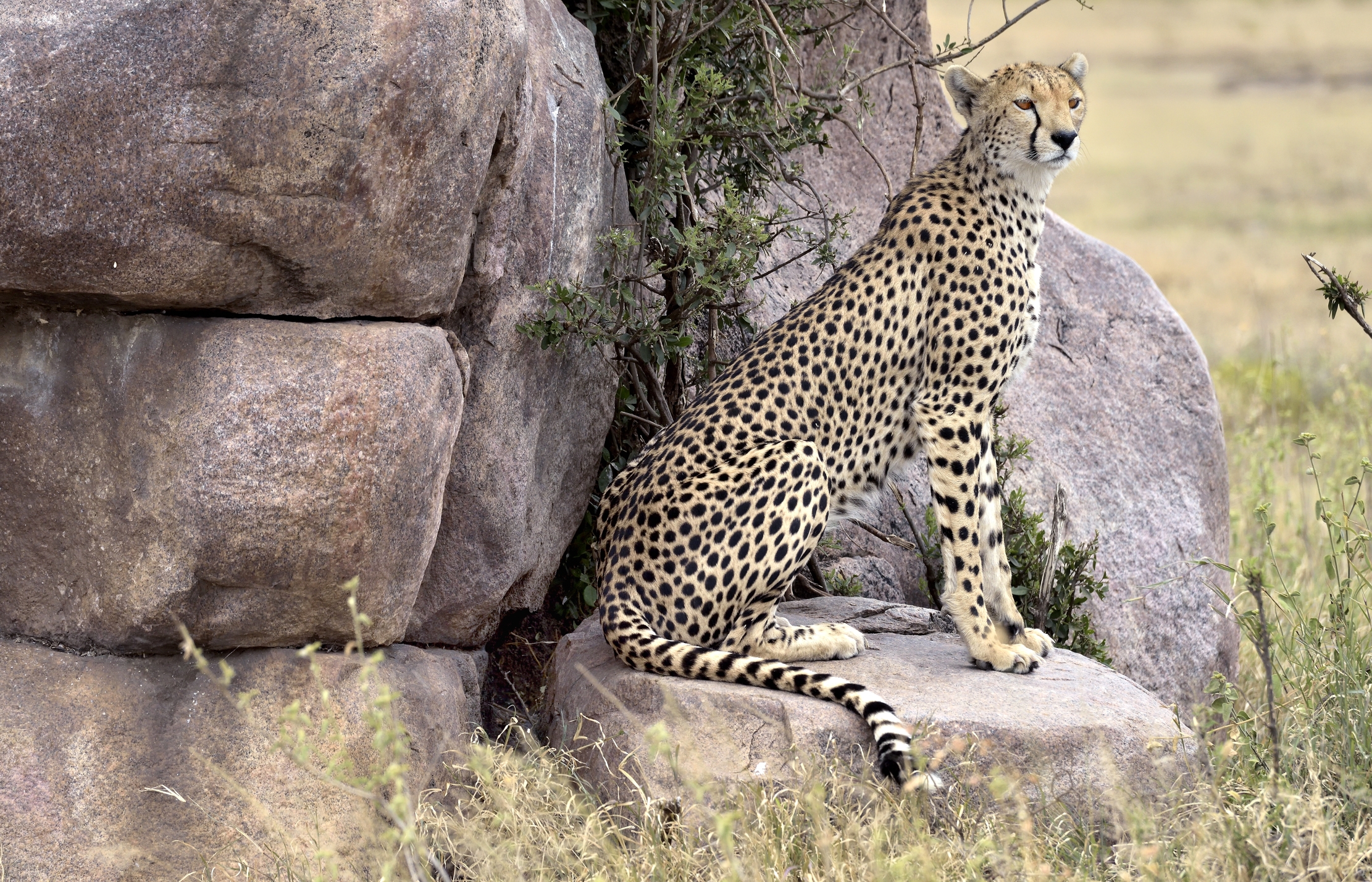 Tanzania 2015 - All'lba