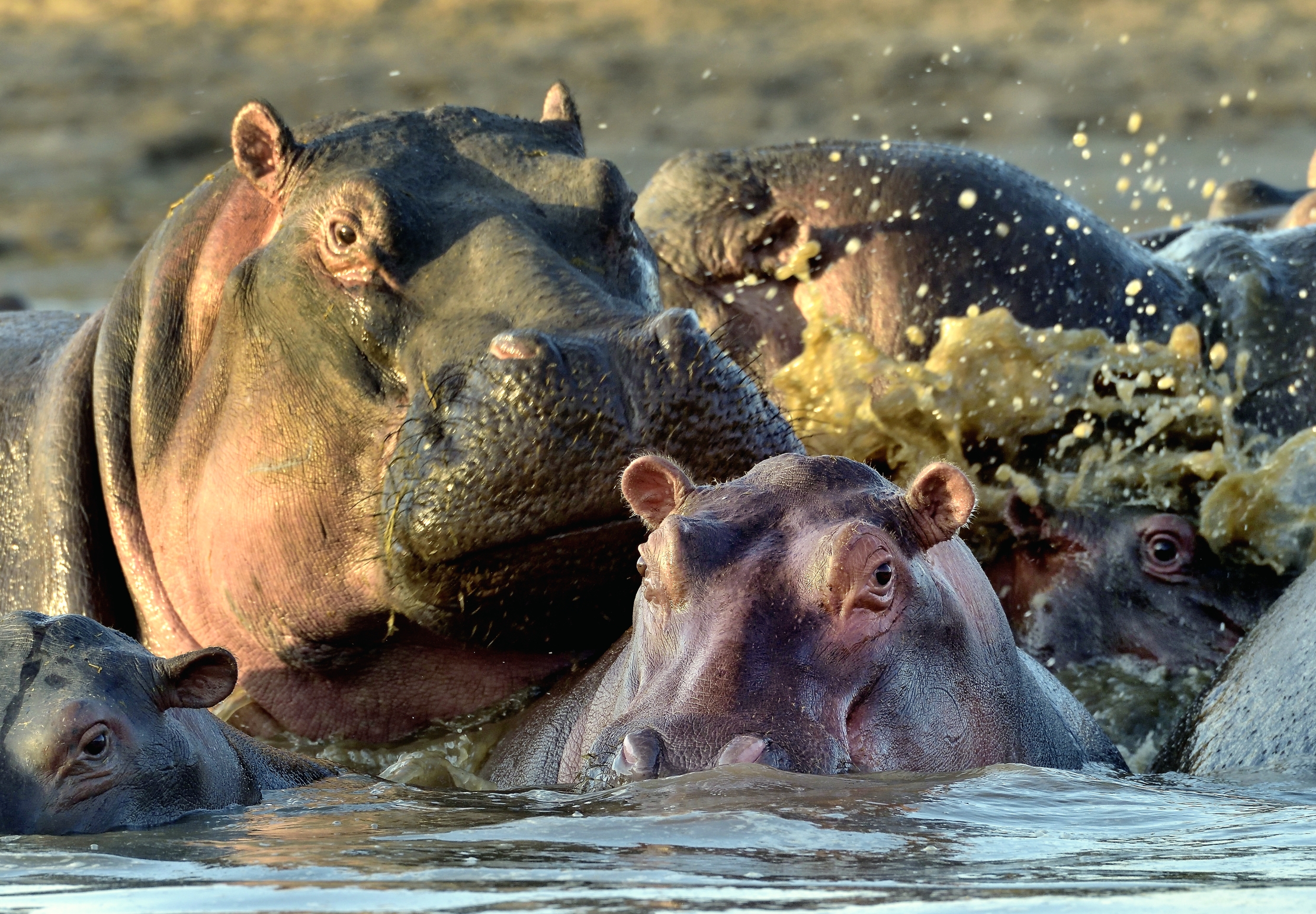 Tanzania 2015 - Ippo