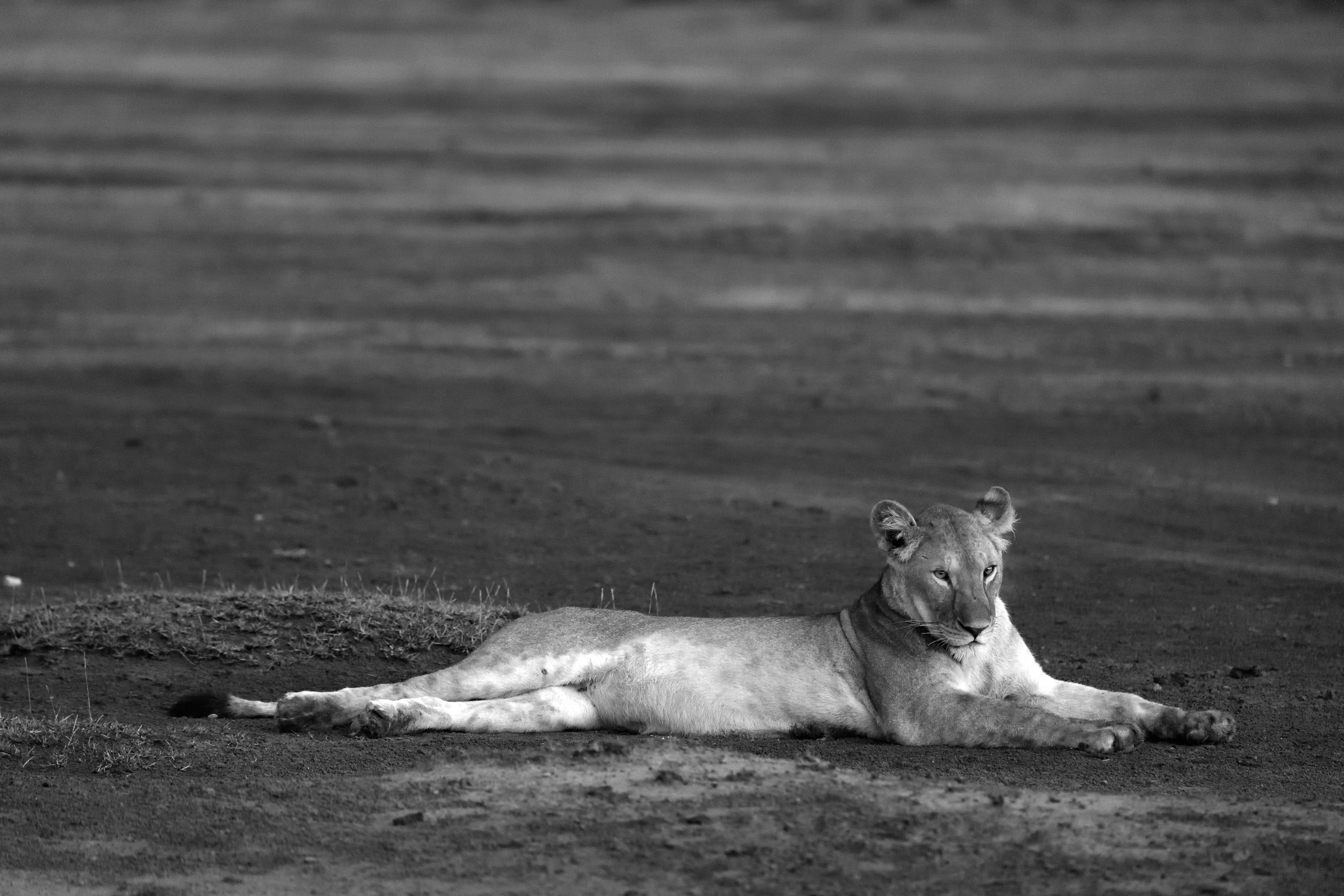 Tanzania 2015 - Female in BW