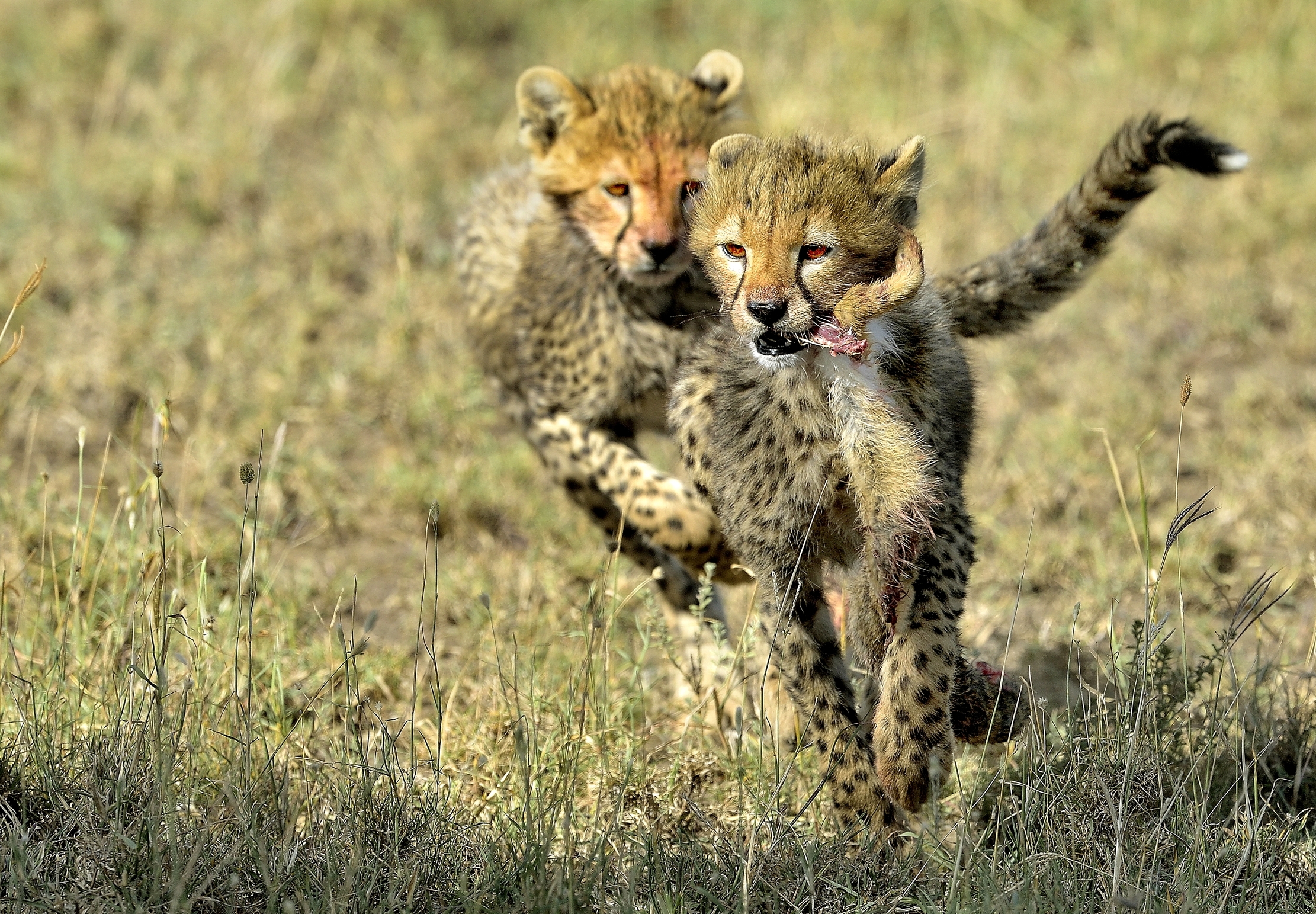Tanzania 2015 - La coda di lepre
