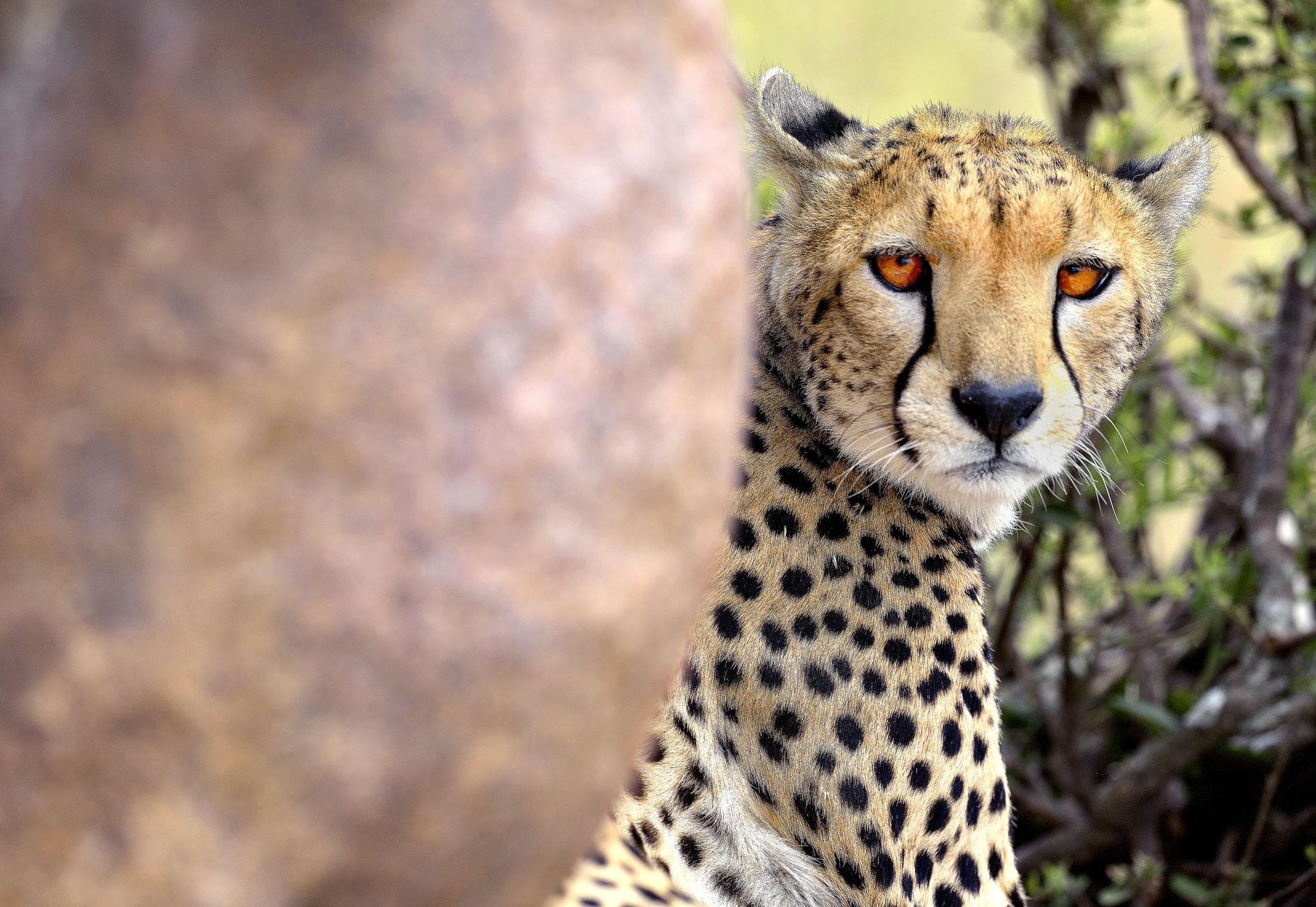 Tanzania 2015 - Sbirciata da dietro un masso