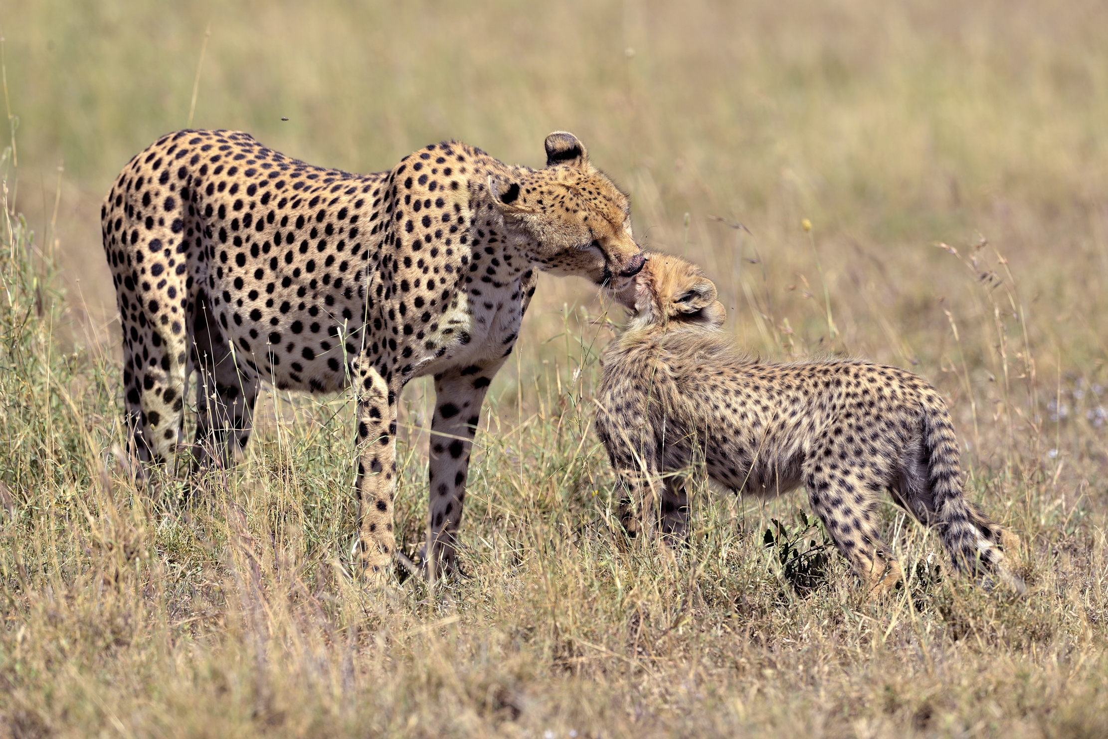 Tanzania 2015 - Baci