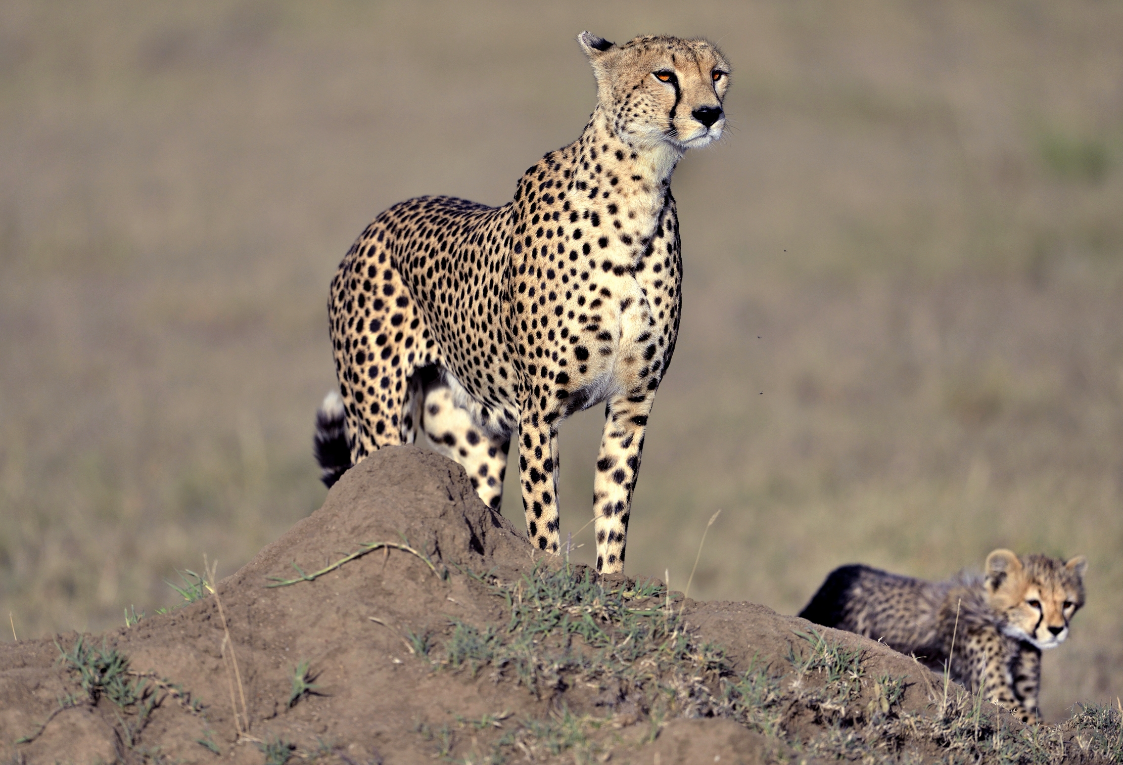 Tanzania 2015 - Sighting