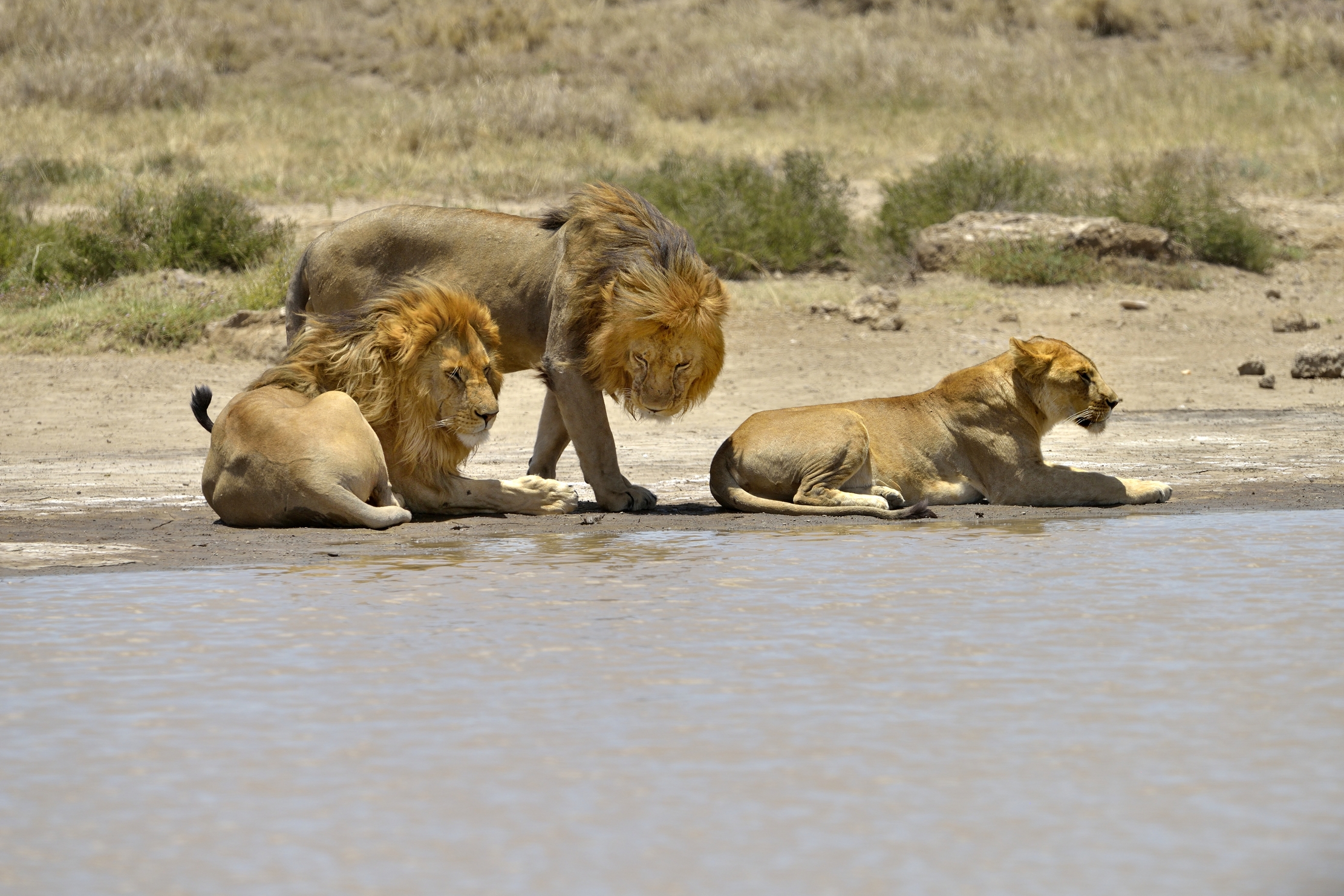 Tanzania 2015 - Sulla riva di una pozza
