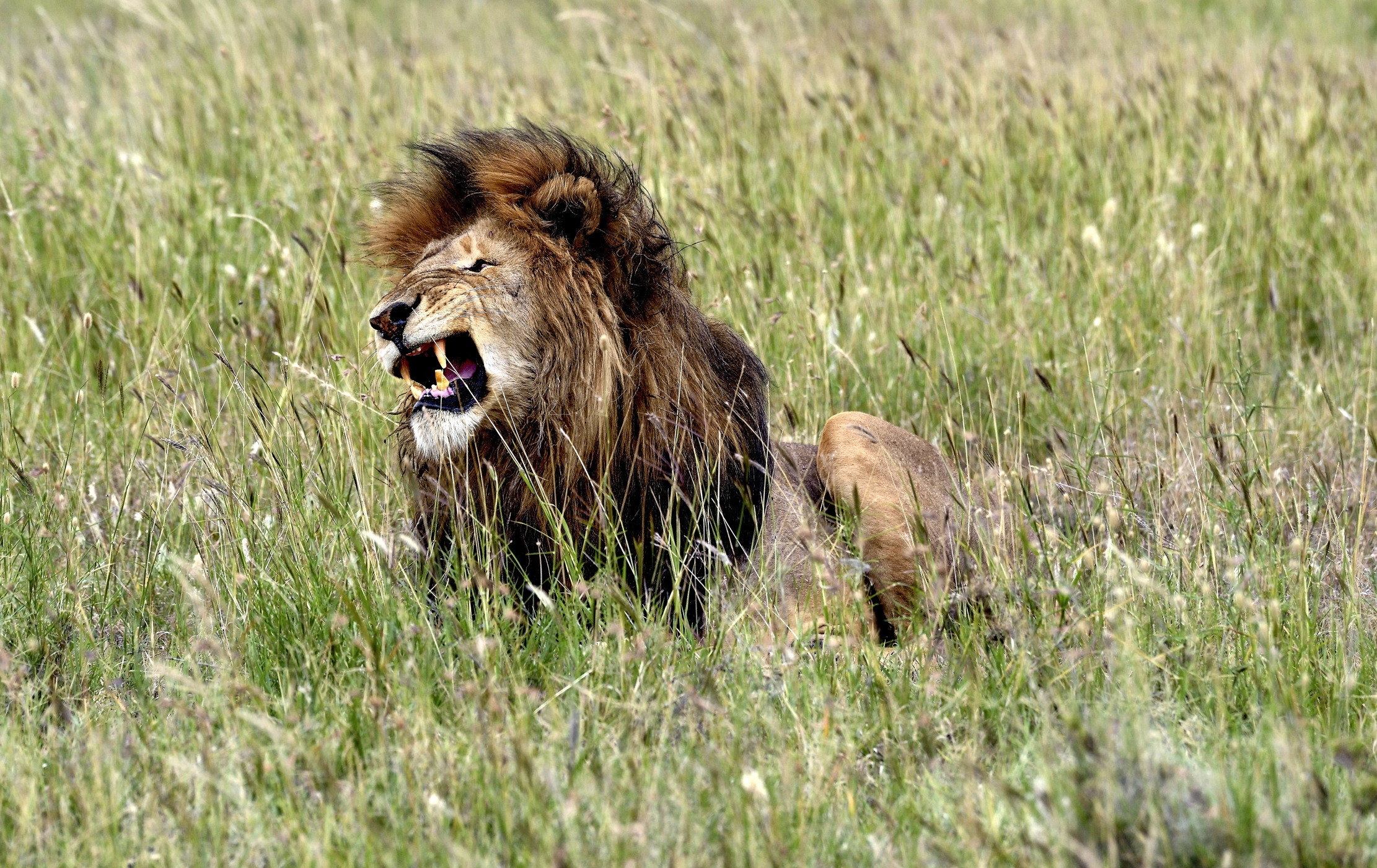 Tanzania 2015 - Grinta