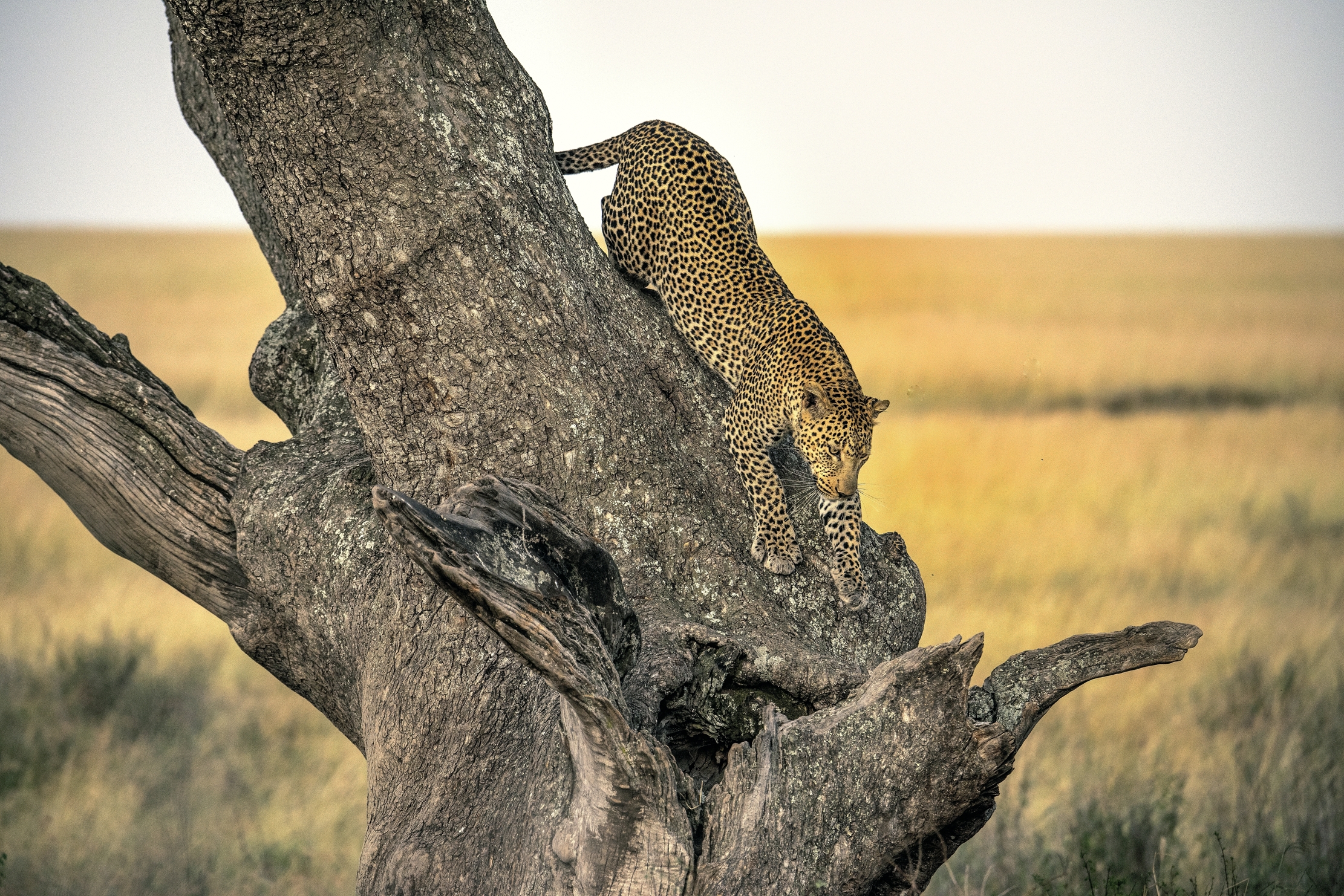 Tanzania 2015 - Discesa