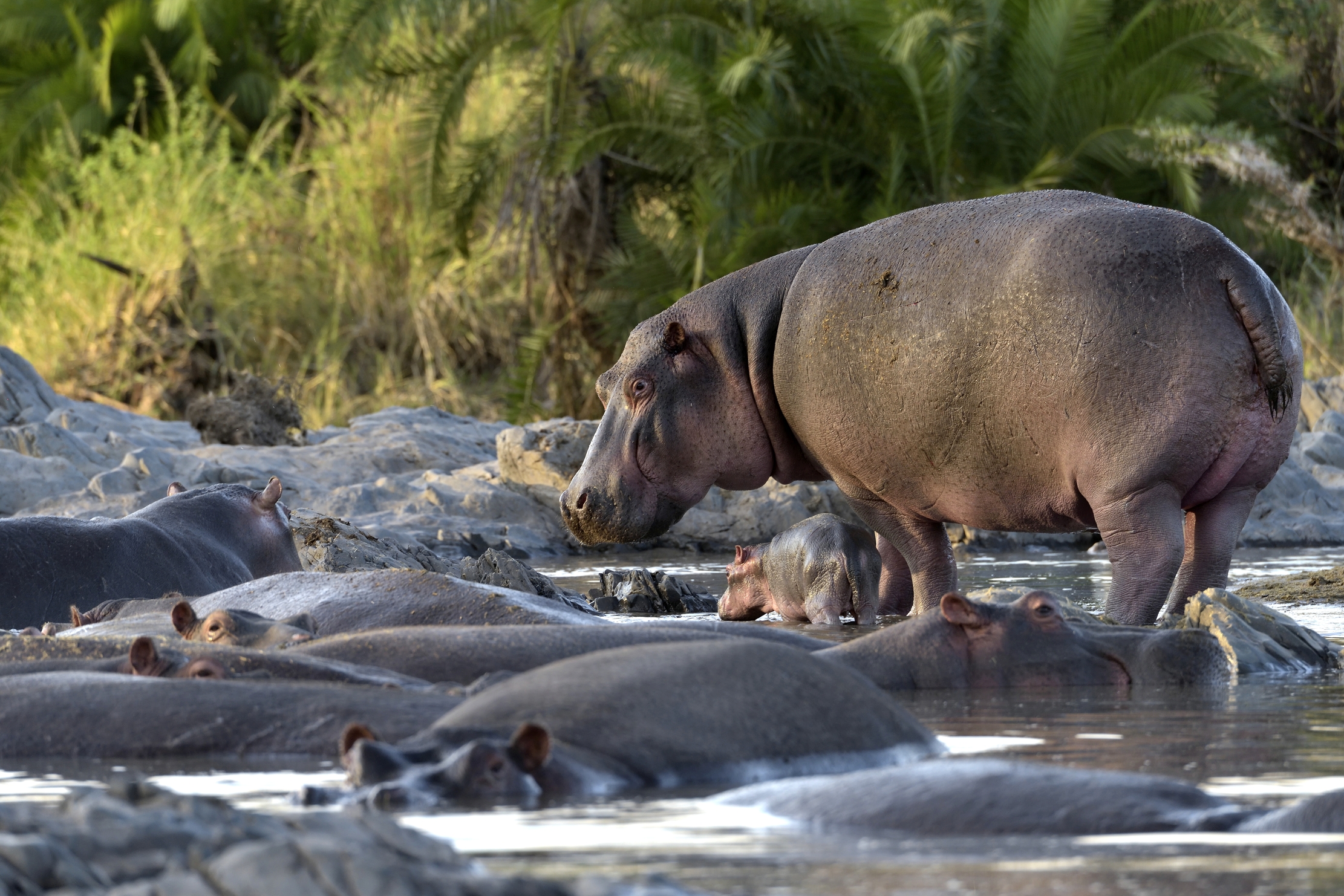 Tanzania 2015 - Ippo con cucciolino