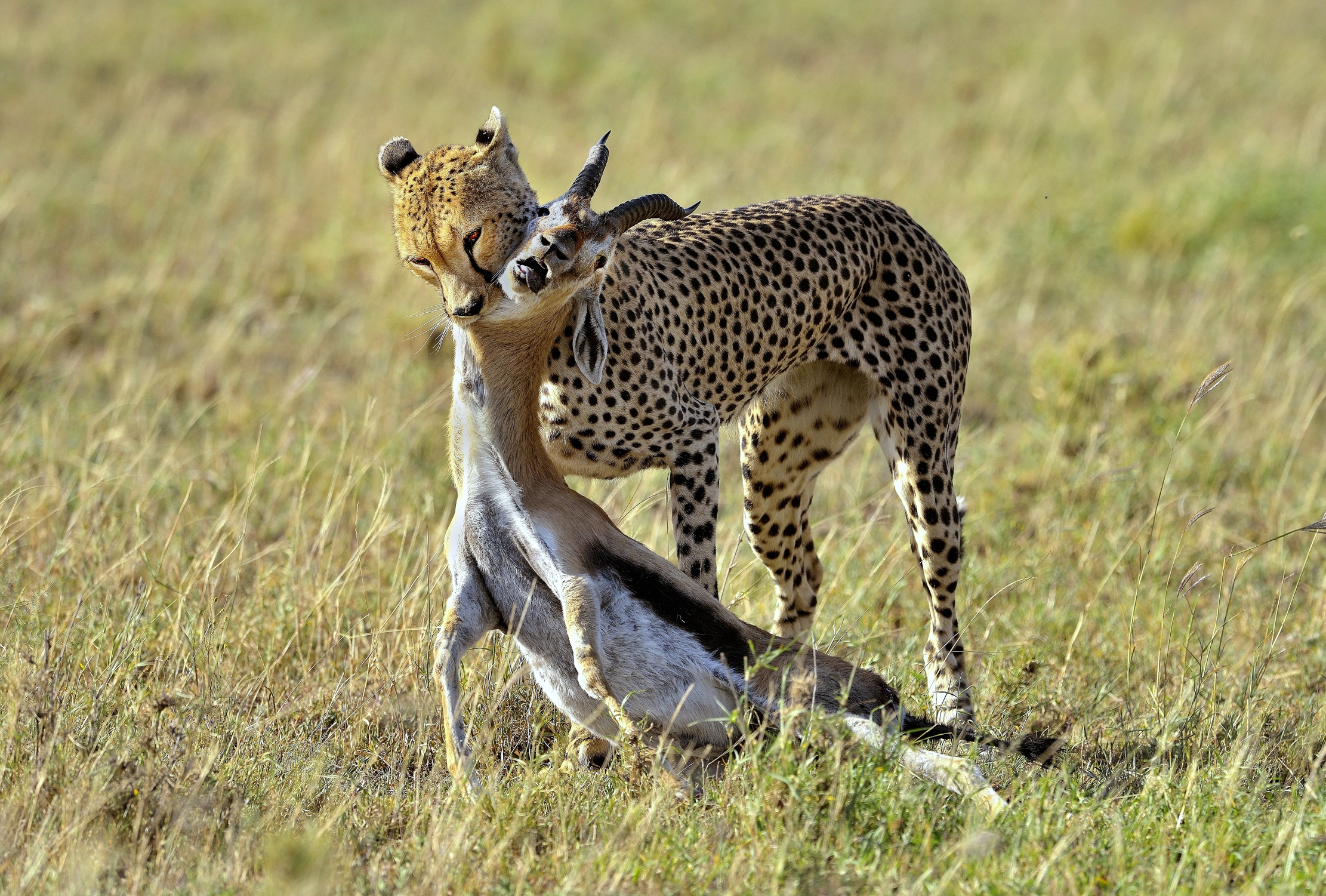 Tanzania 2015 - Trasorto