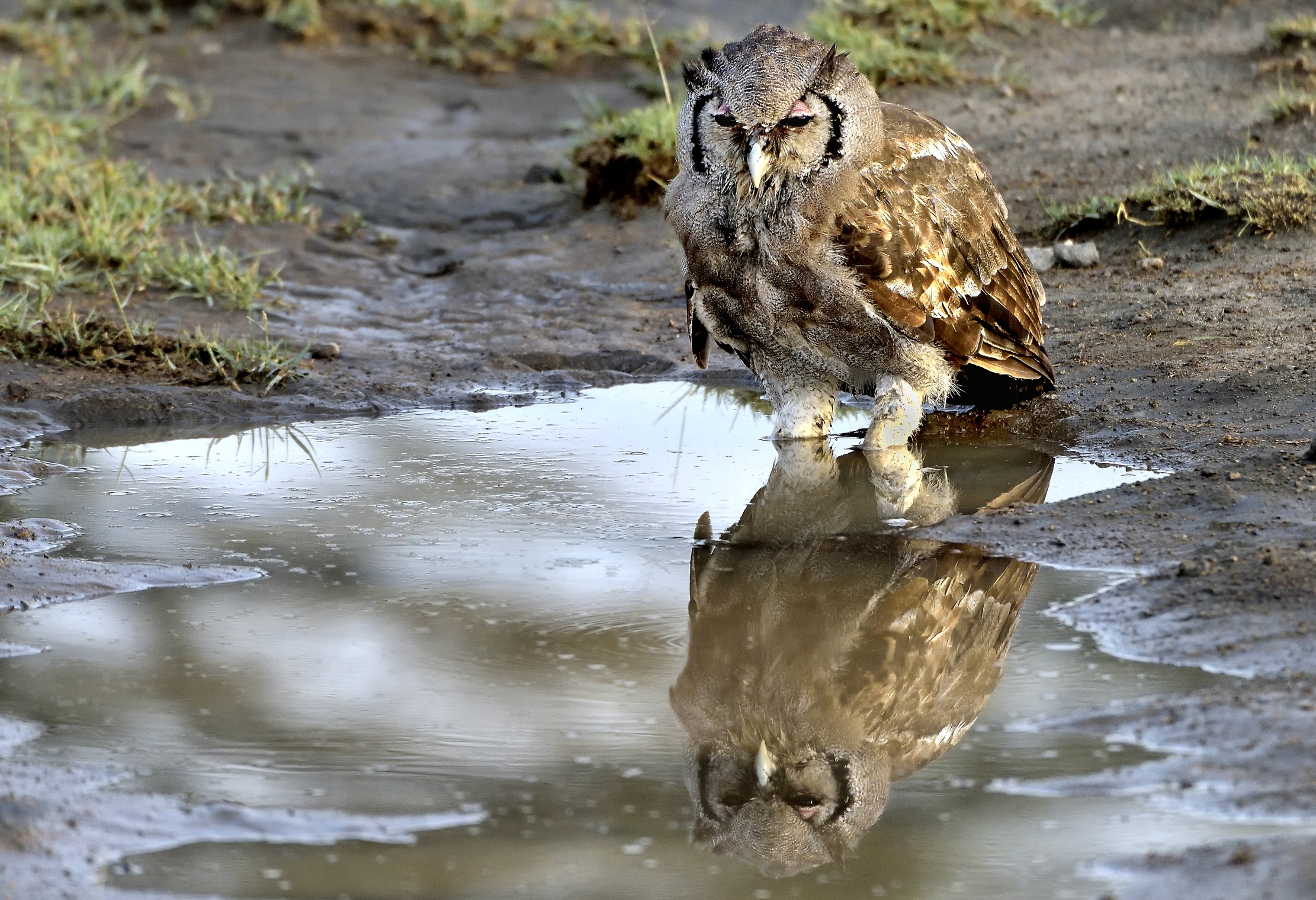 Tanzania 2015 - Gufo di Verreaux