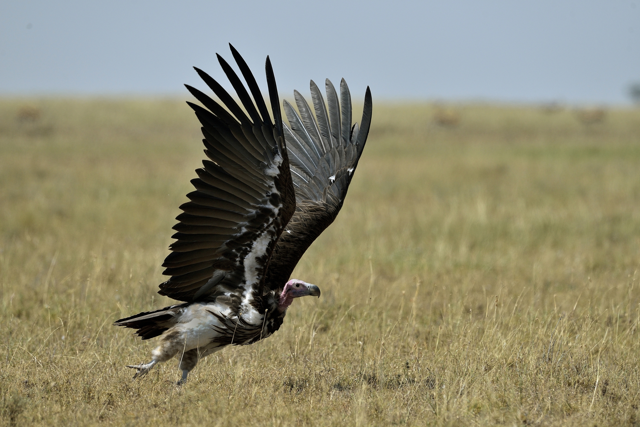 Tanzania 2015 - Avvoltoio