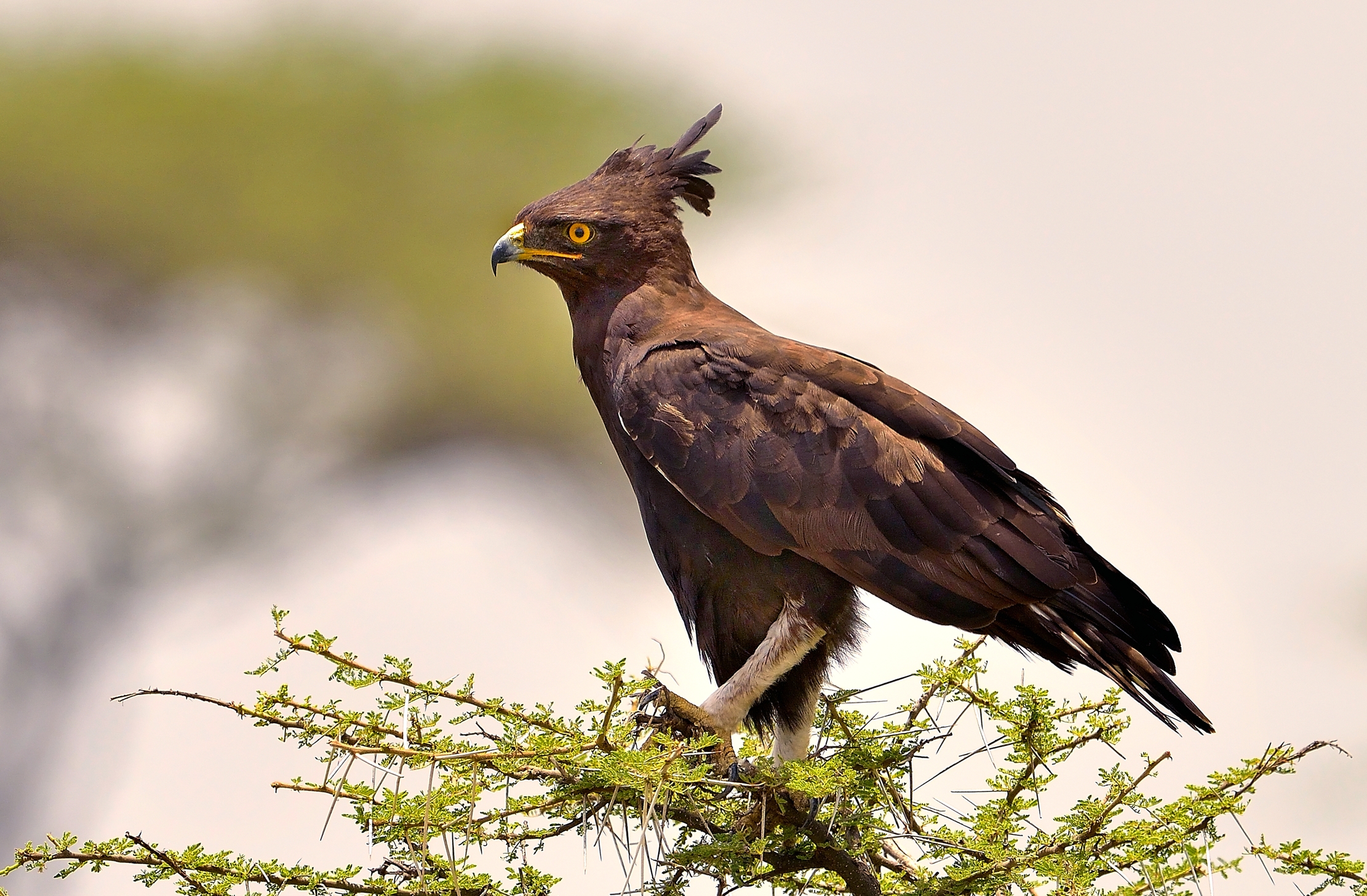 Tanzania 2015 - Aquila dal ciuffo (o crestalunga)