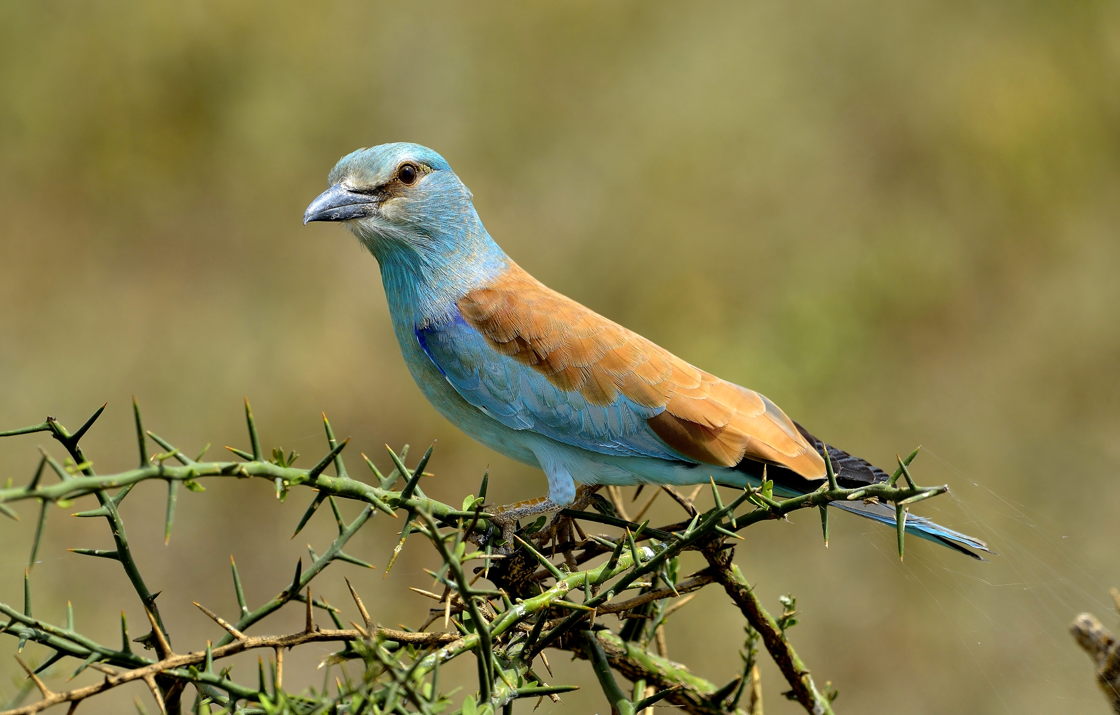 Tanzania 2015 - Ghiandaia