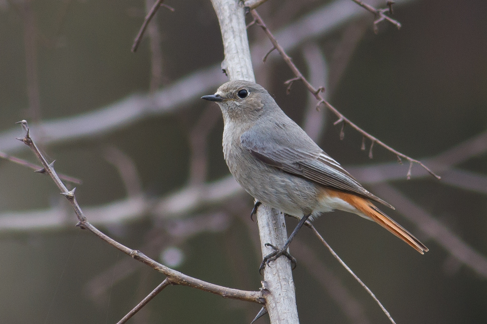 codirosso spazzacamino