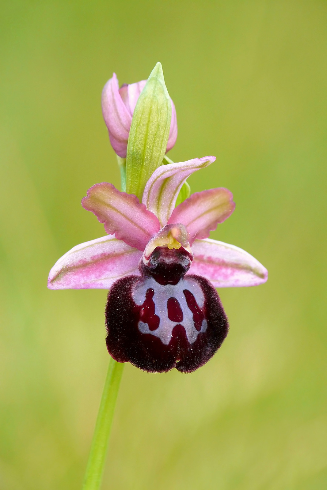 Ophrys sipontensis