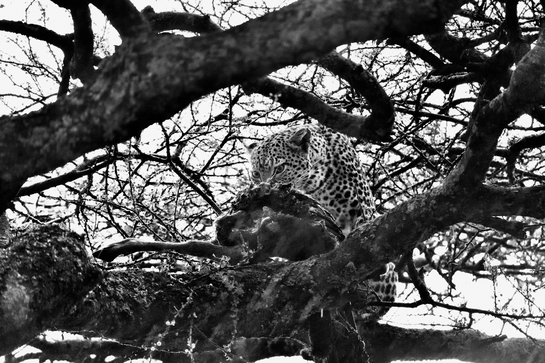 Tanzania 2015 - Leopard in BW