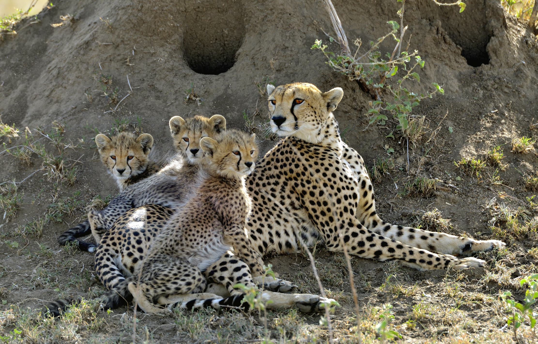 Tanzania 2015 - All'ombra